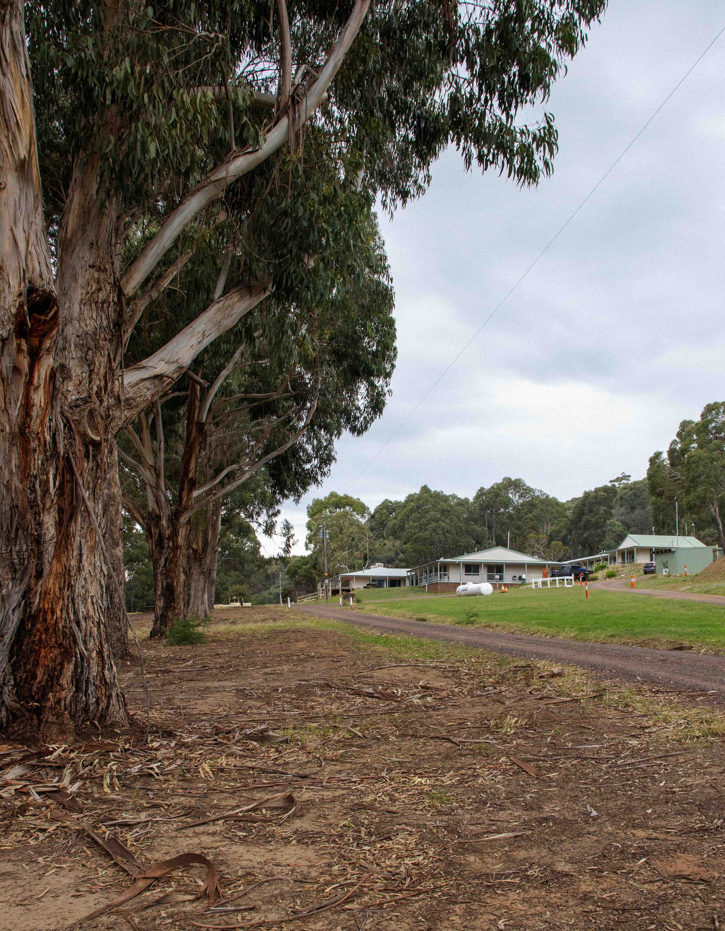 View of a large eucalyptus tree with peeling bark, surrounded by a grassy yard and buildings in the background, under an overcast sky.