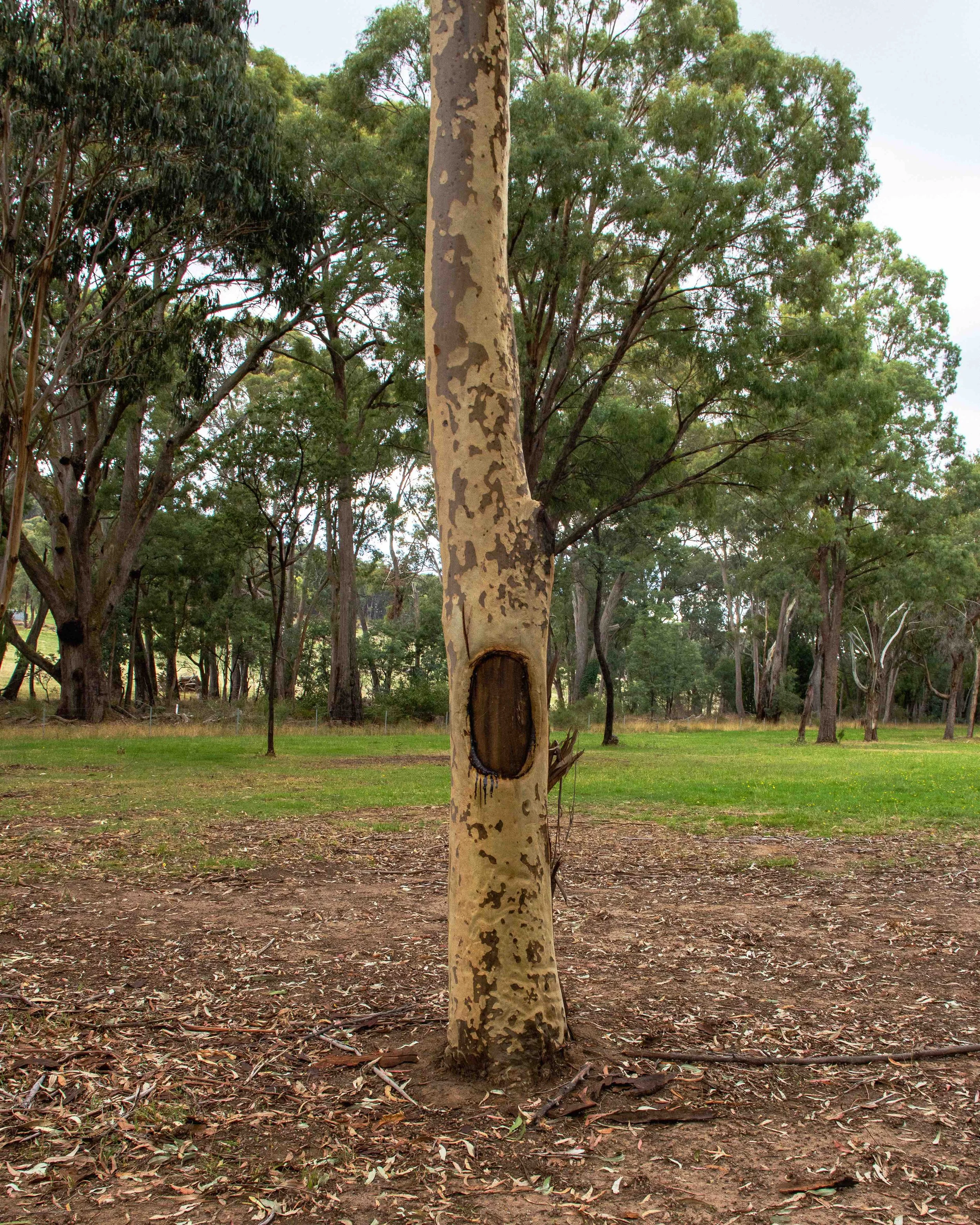 A tree trunk with peeling bark in a park surrounded by green trees and a grassy area.