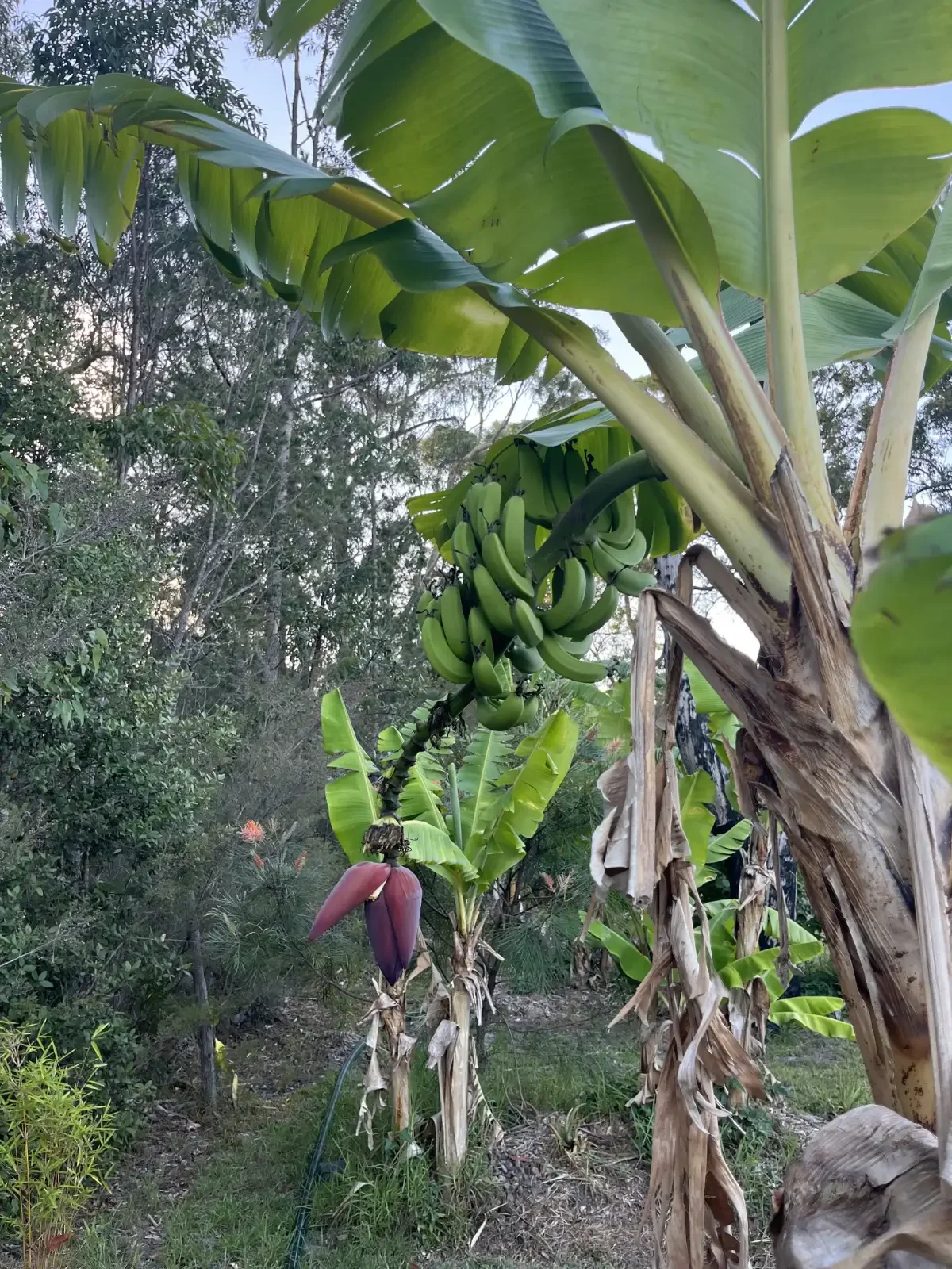 Banana plant with bunches of bananas and banana flowers in a garden setting.