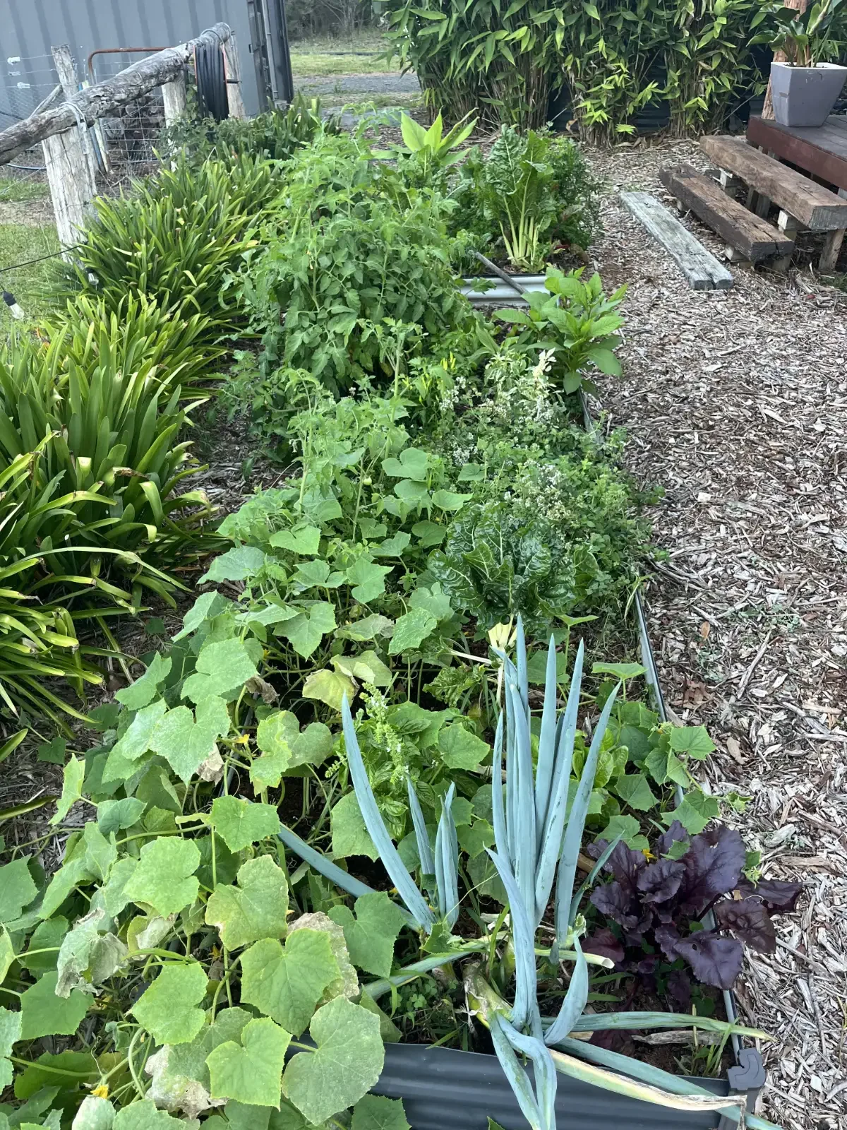 A garden bed with various green leafy plants, including cucumber, lettuce, and possibly leek or garlic, along with some taller plants and ground covered with wood chips.