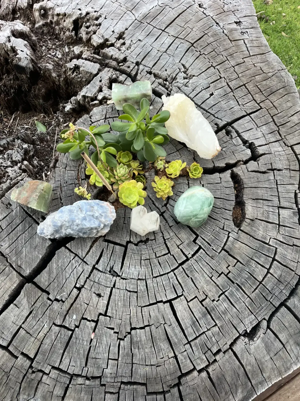 Collection of various green and clear crystals and small succulent plants arranged on a weathered tree stump.