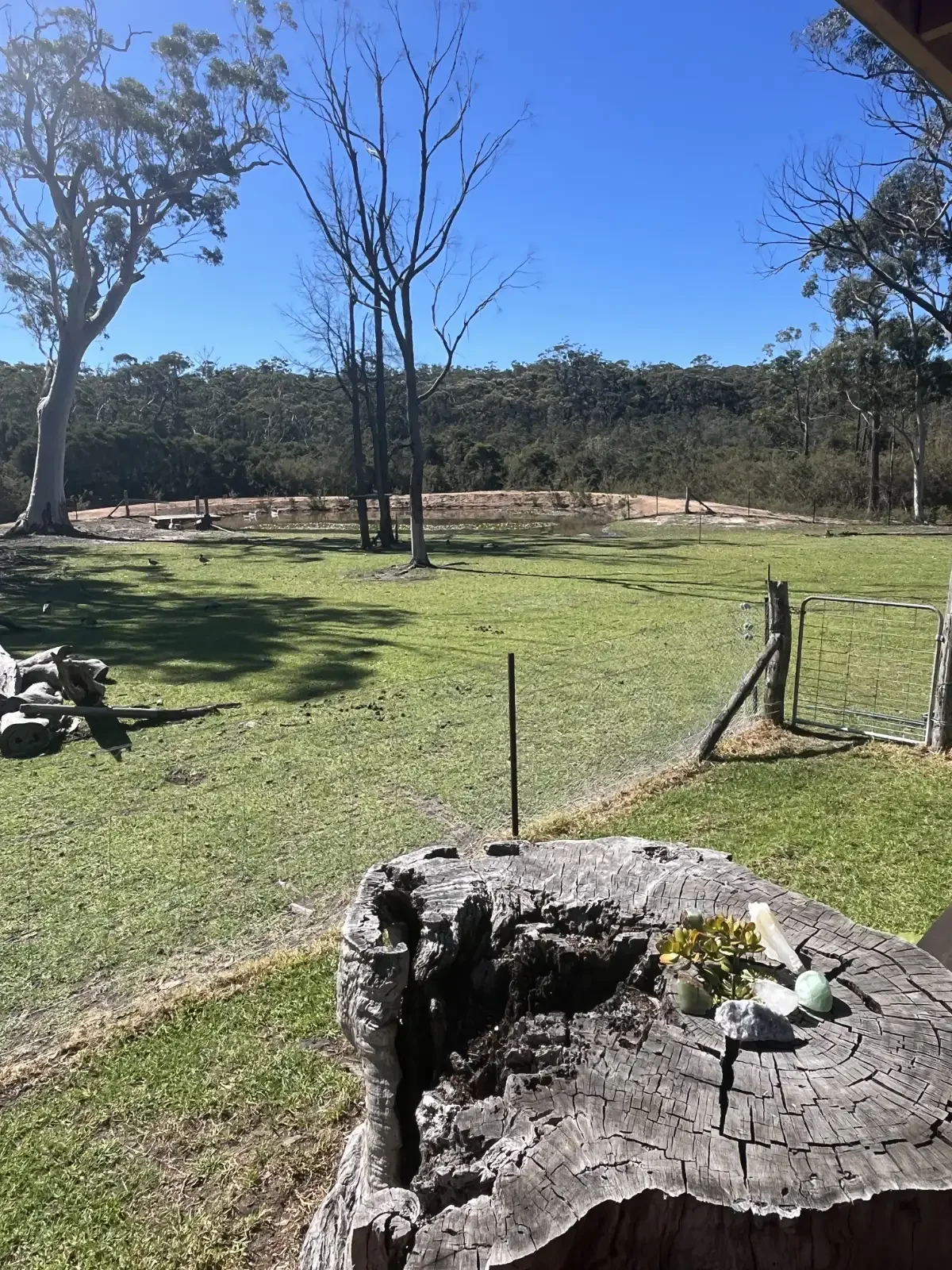 A sunny outdoor scene with a grassy yard, leafless trees, a small pond, and a wooded hill in the background. The foreground features a weathered tree trunk and some small decorative objects on top.