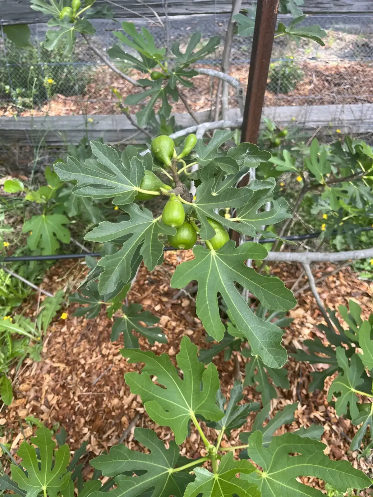 Green fig fruits on a climbing plant with large, lobed green leaves in a garden setting.