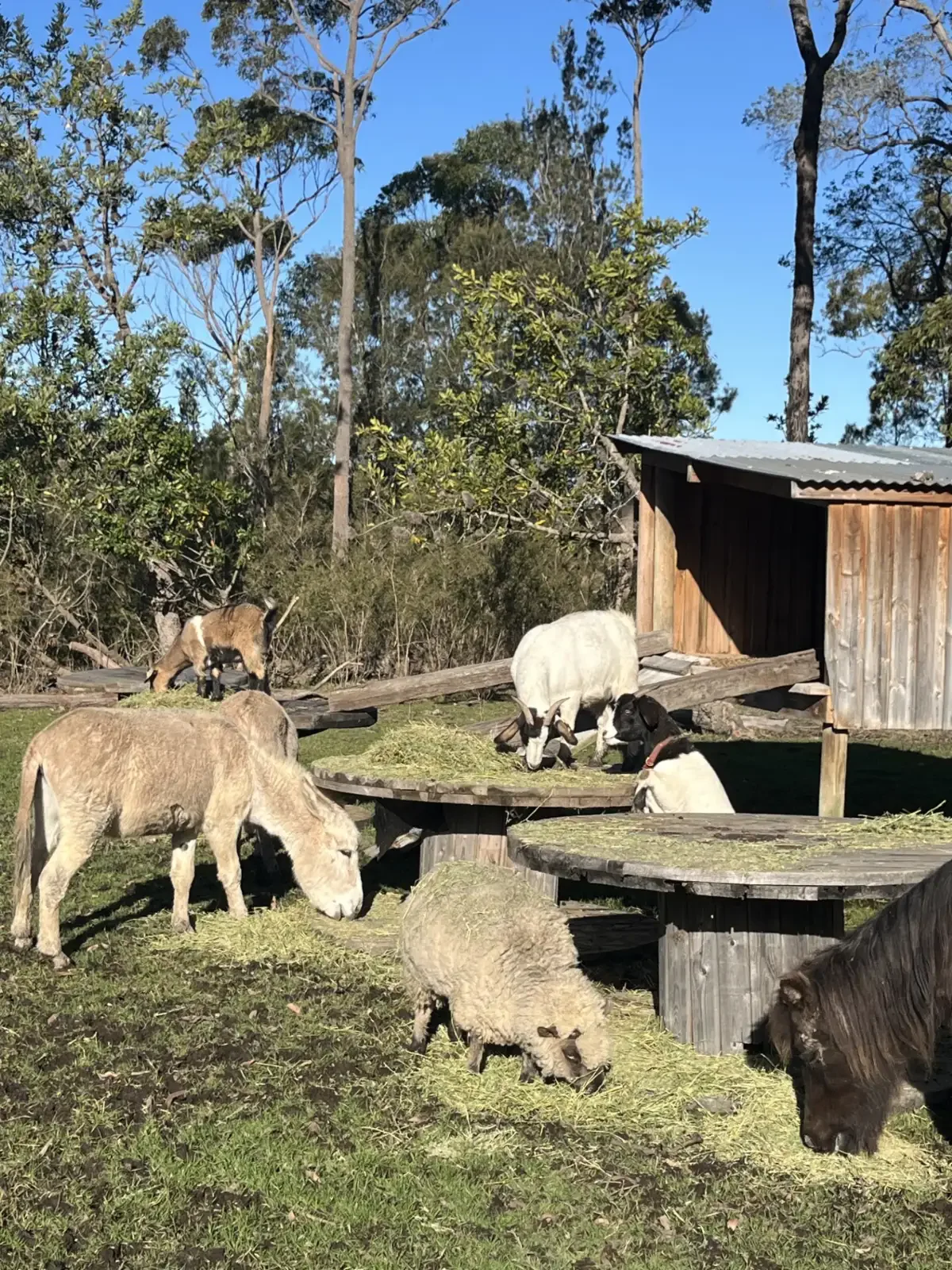 Several goats, including brown, white, and black ones, are grazing and resting in an outdoor farm scene with wooden structures and trees under a clear blue sky.
