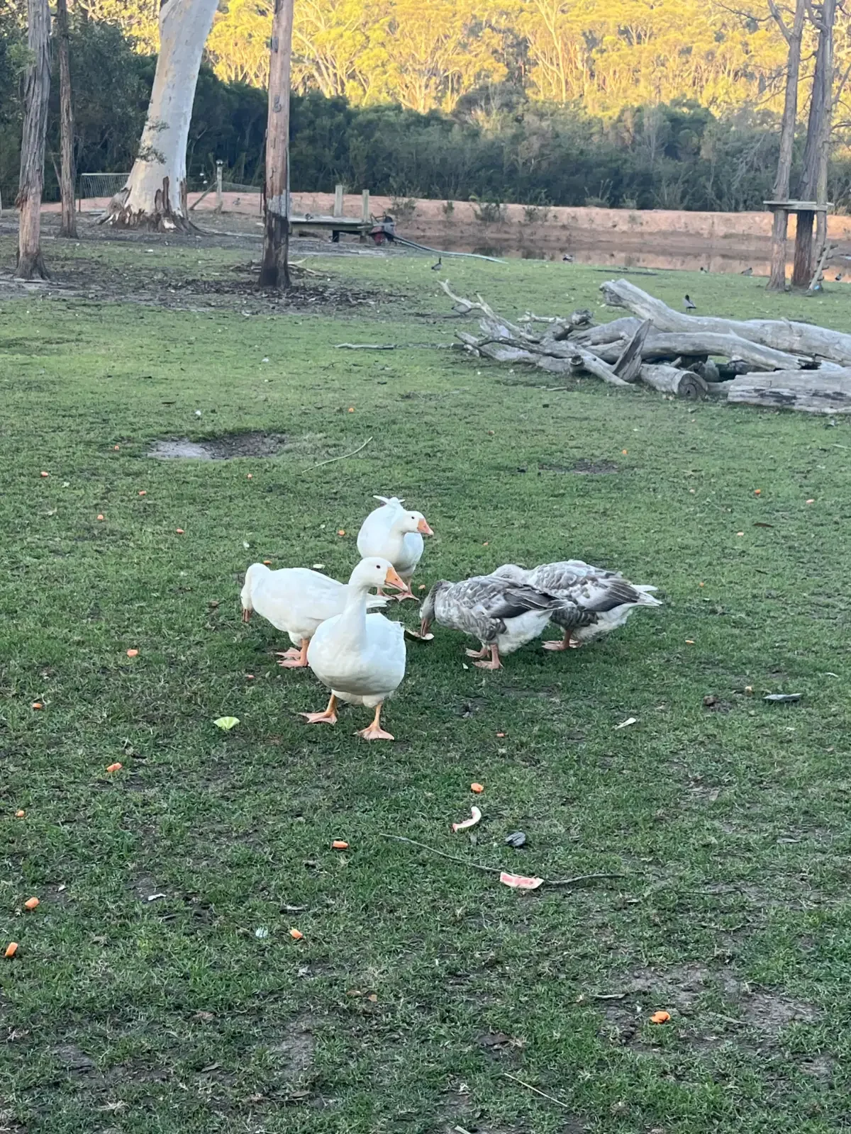 Four geese, two white and two gray, are standing and eating on a grassy area near some trees. In the background, there is a pile of large, fallen logs and a wooded area with trees.