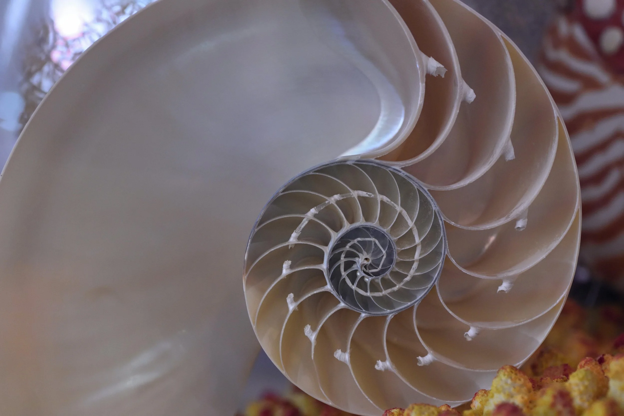 What Are the Fibonacci Numbers?