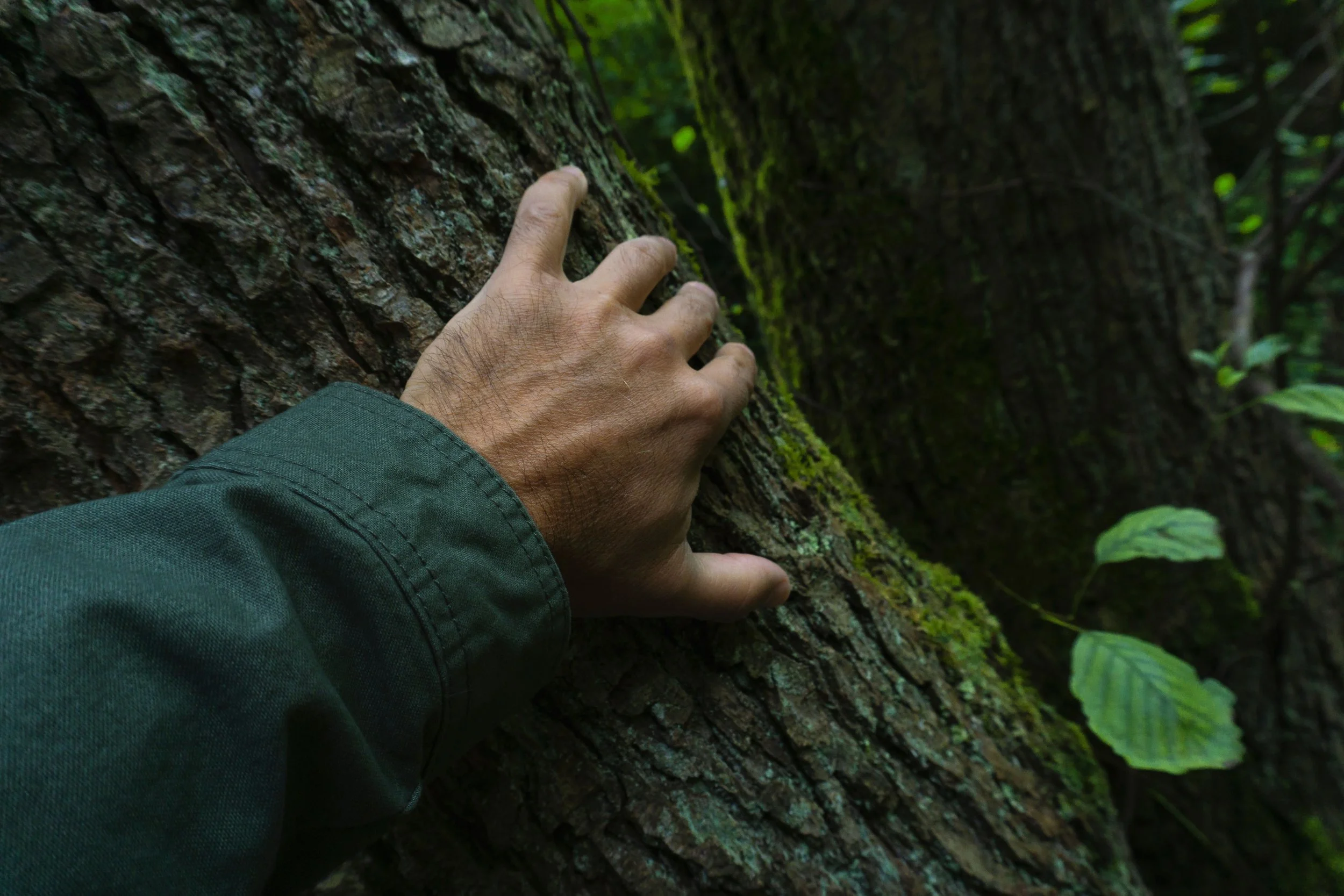 We know that touching a tree and grounding for ten minutes a day is beneficial, so why don't we do it?