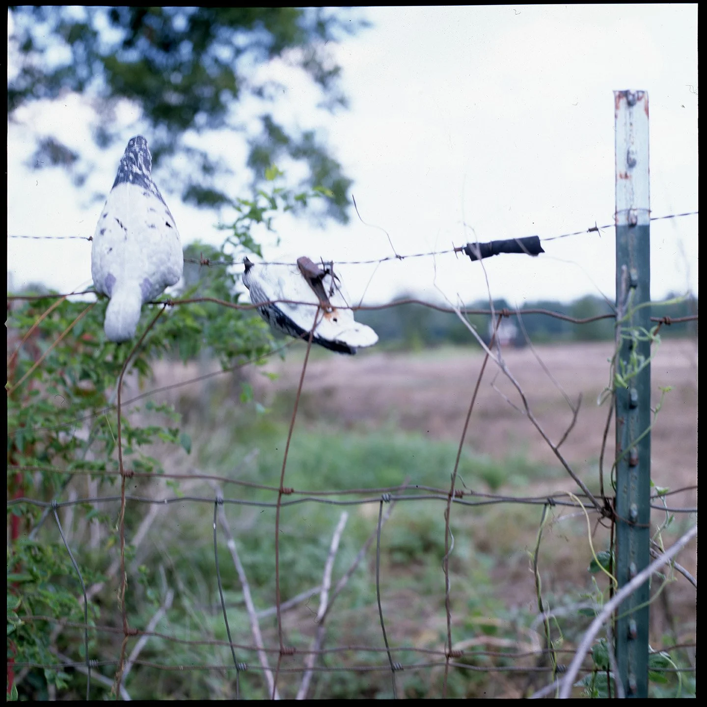 Fences, Archival Inkjet Print, 2022
