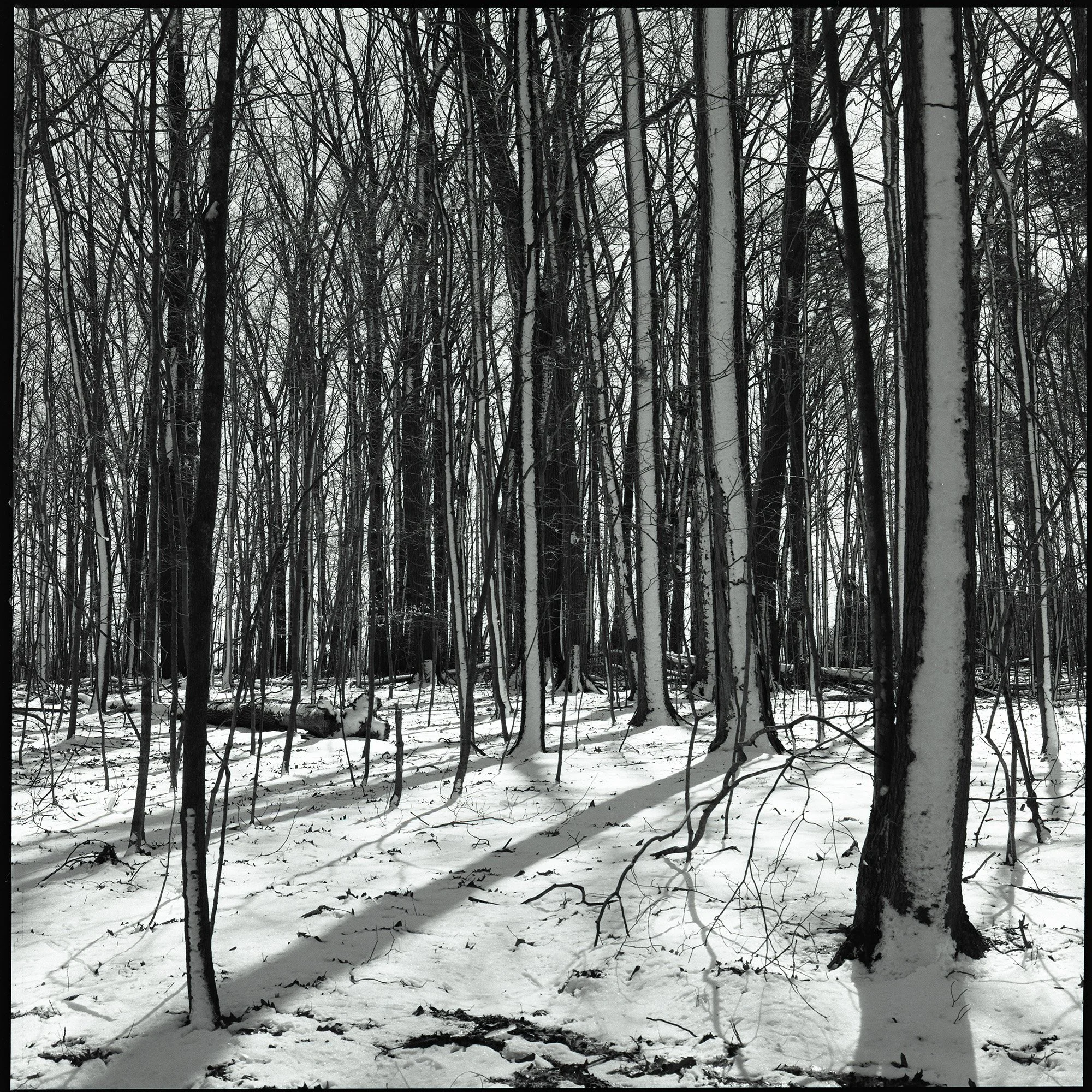 Shadows, Archival Inkjet Print, 2021