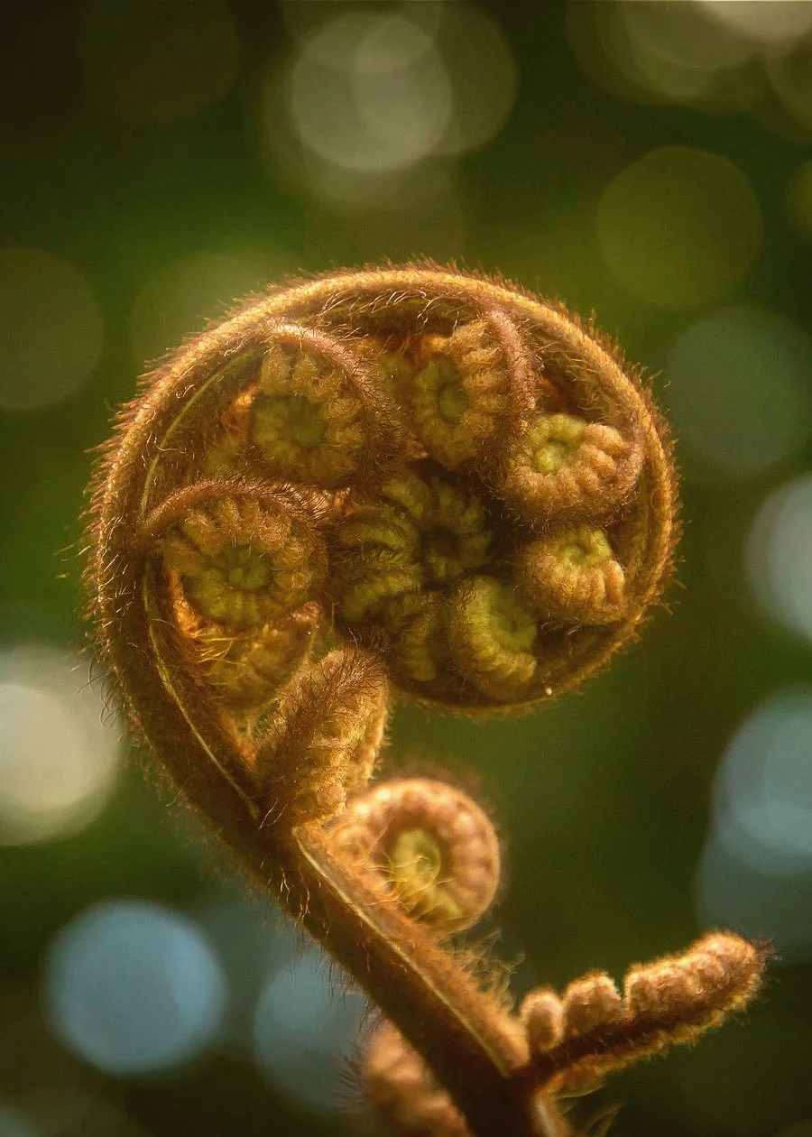 Fern Spiral Reawakening Awe Nature macro