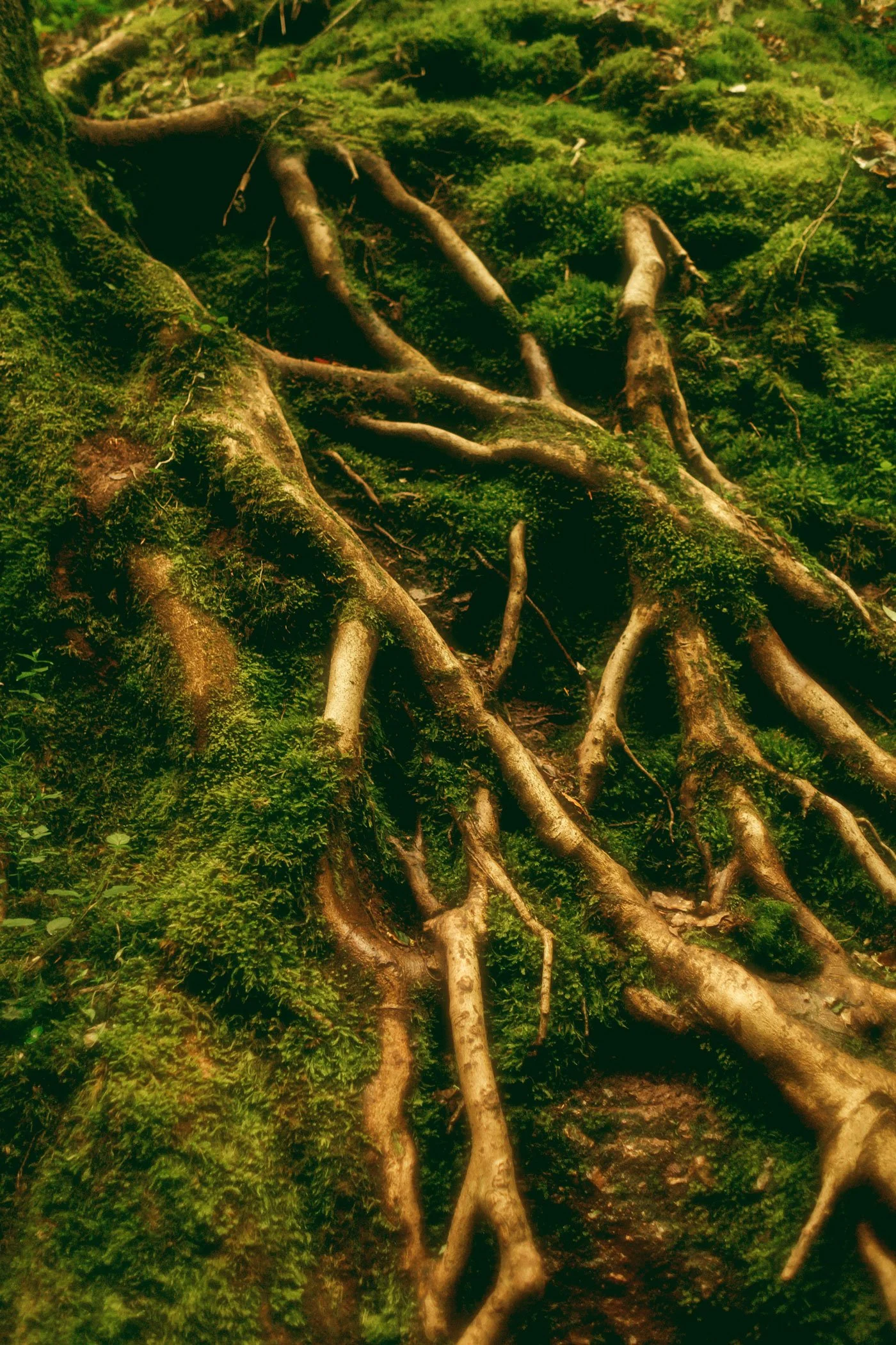 Roots Wholeness