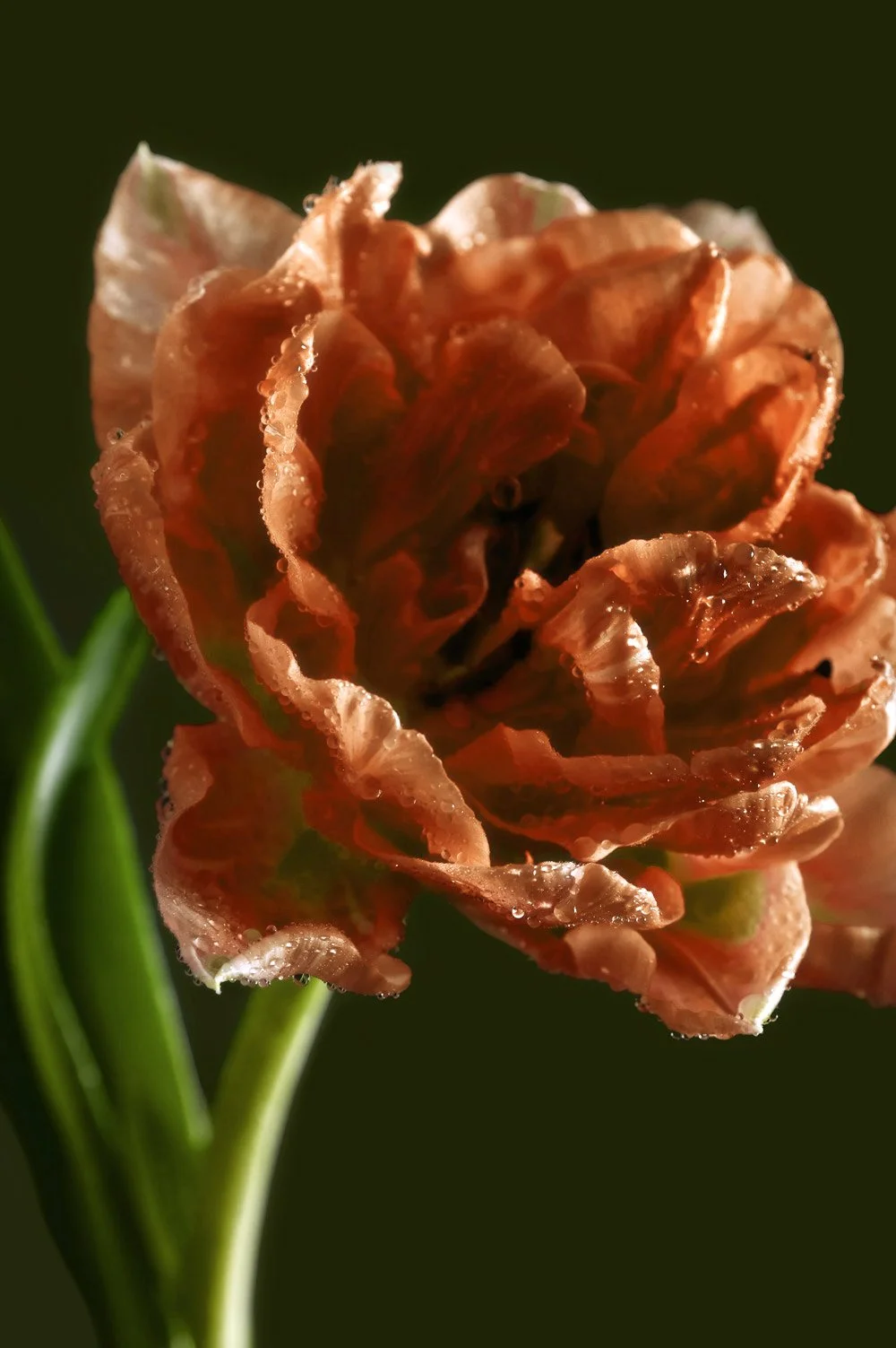 Flower Close Up Macro