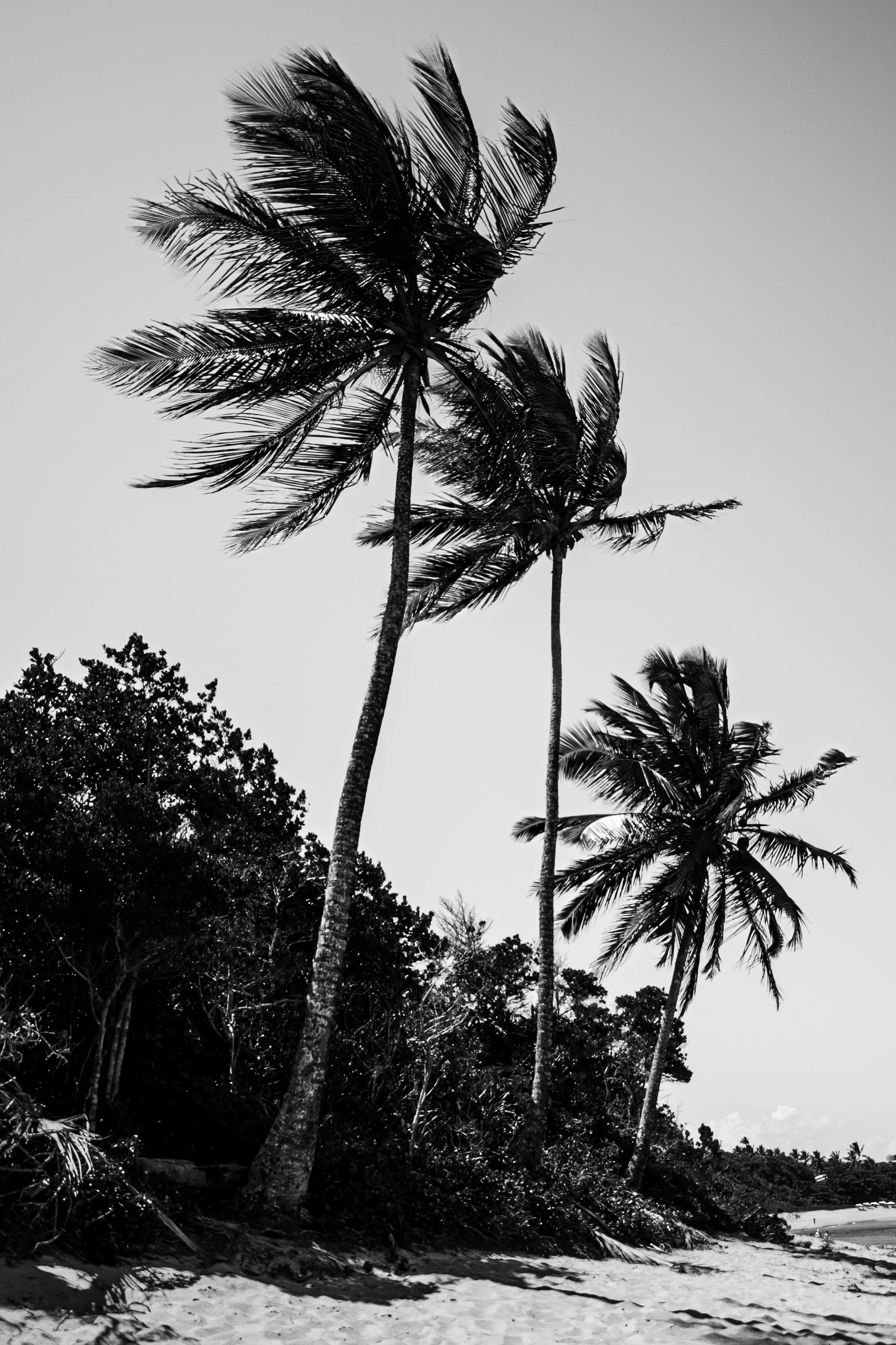 DSC_7111.jpg