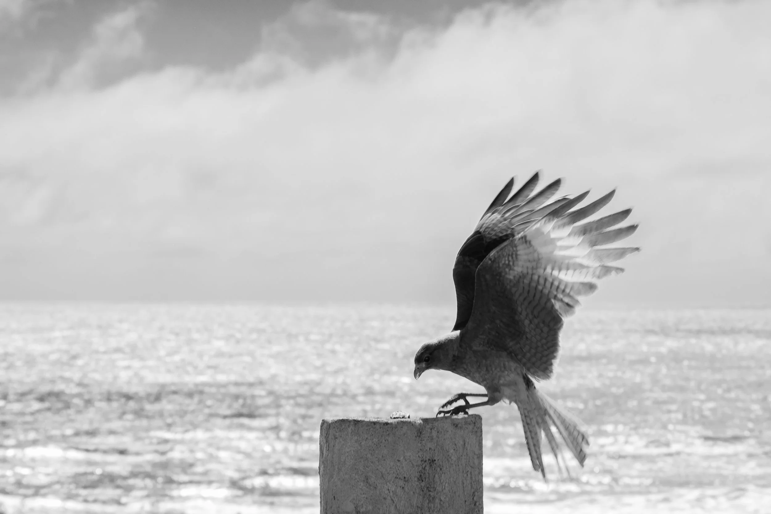 DSC_9087.jpg