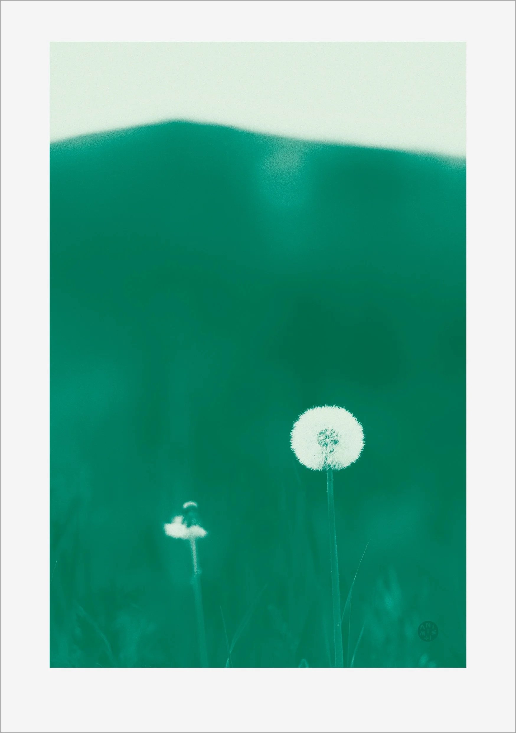 Plantae 1 – Green