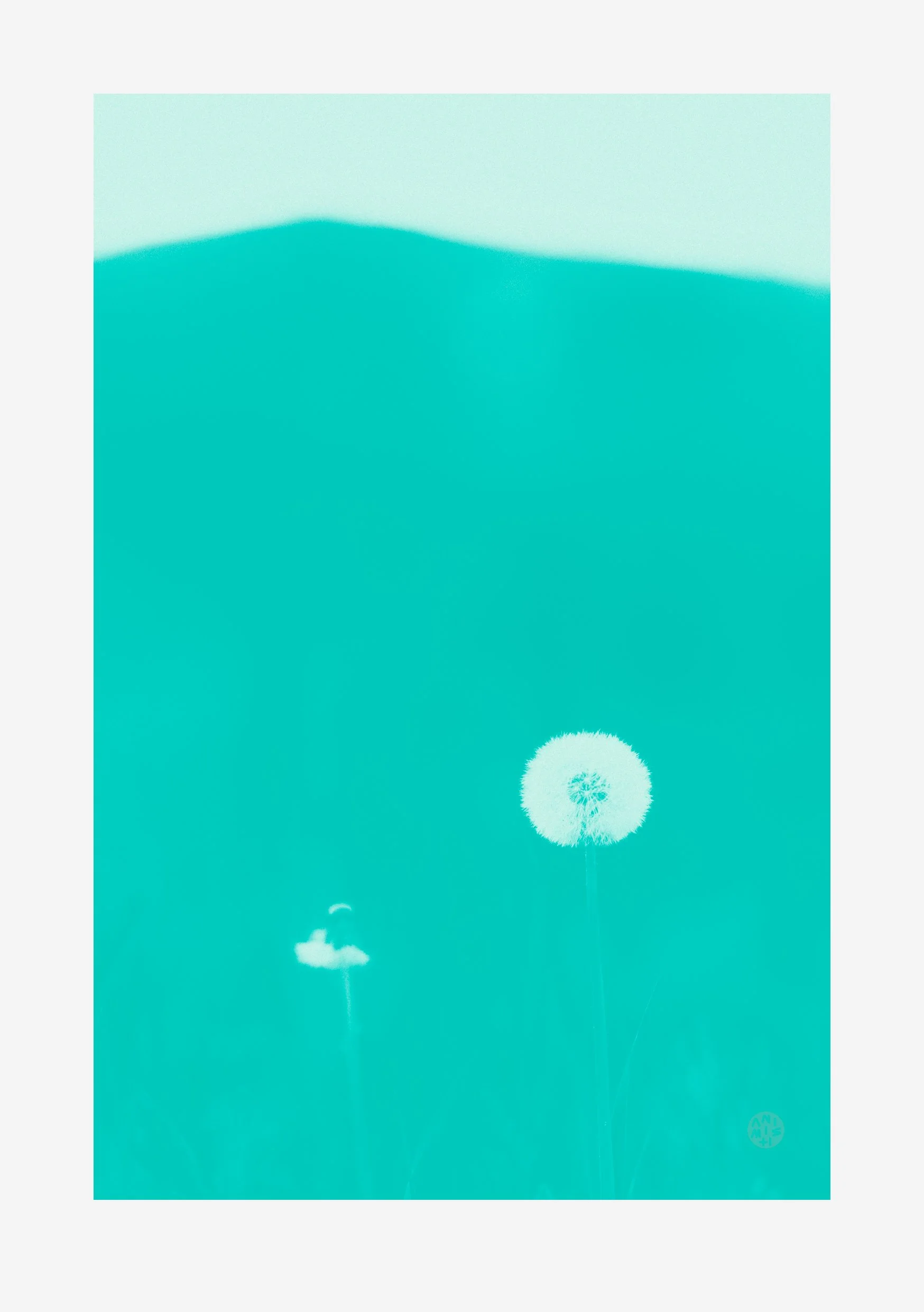 Plantae 1 – Turquoise