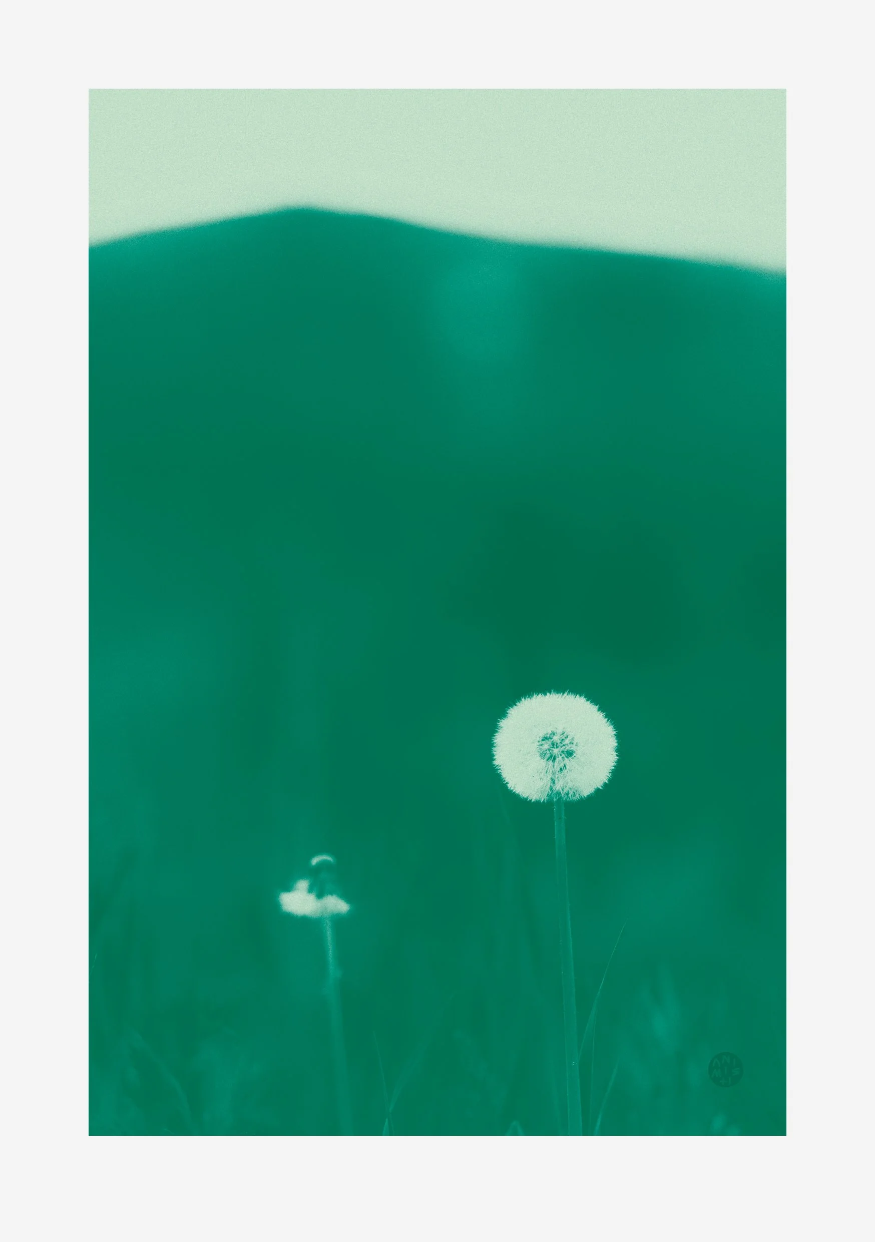 148X210_voikukka_vih.jpg