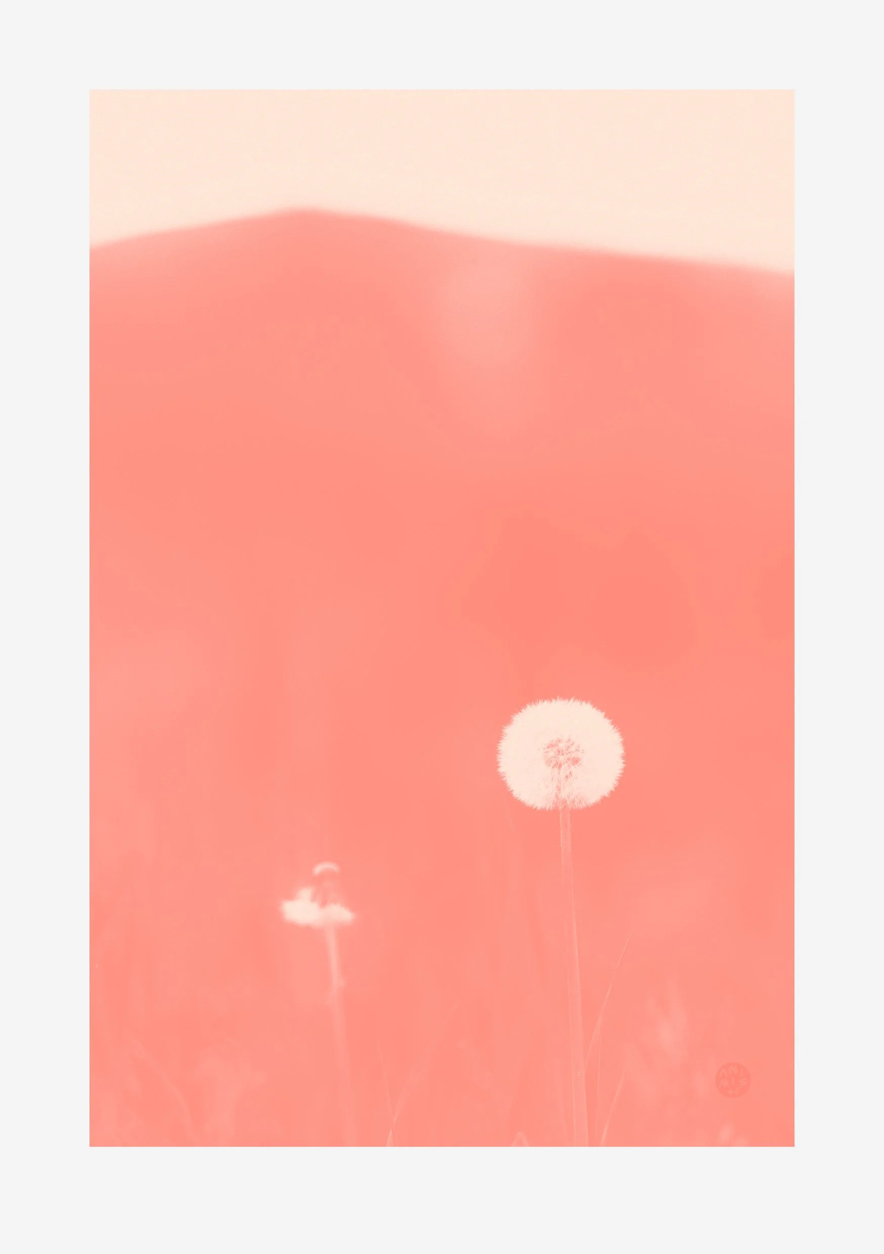 Plantae 1 – Peach
