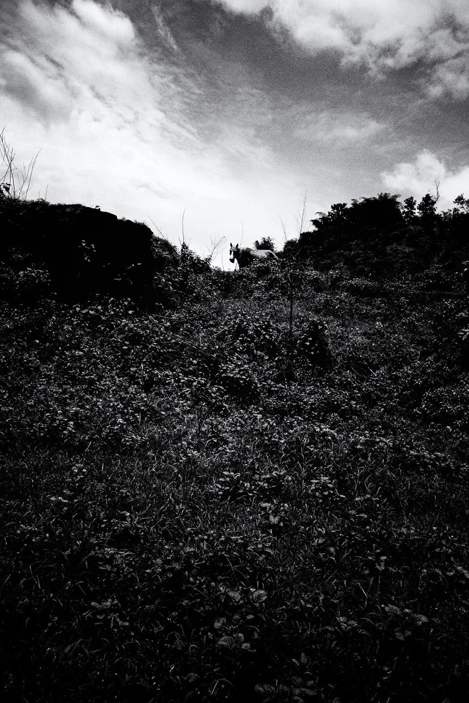Photo Code: BWFA-0022