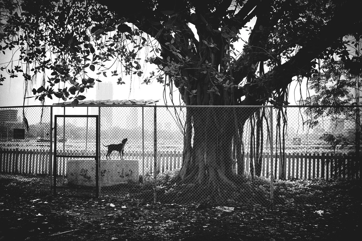 Photo Code: BWFA-0018