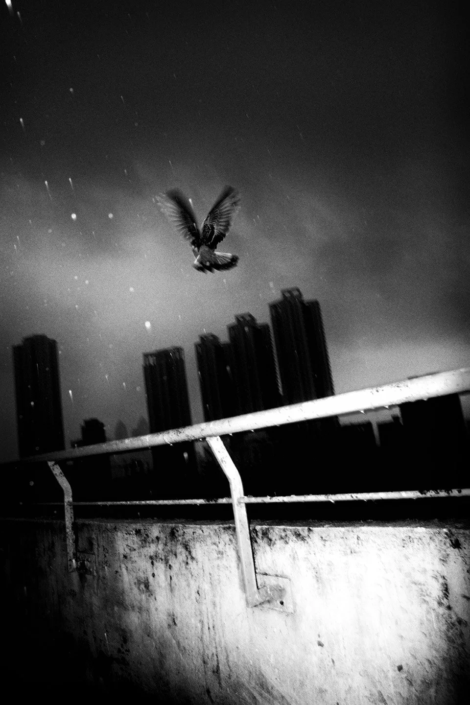 Photo Code: BWFA-0011