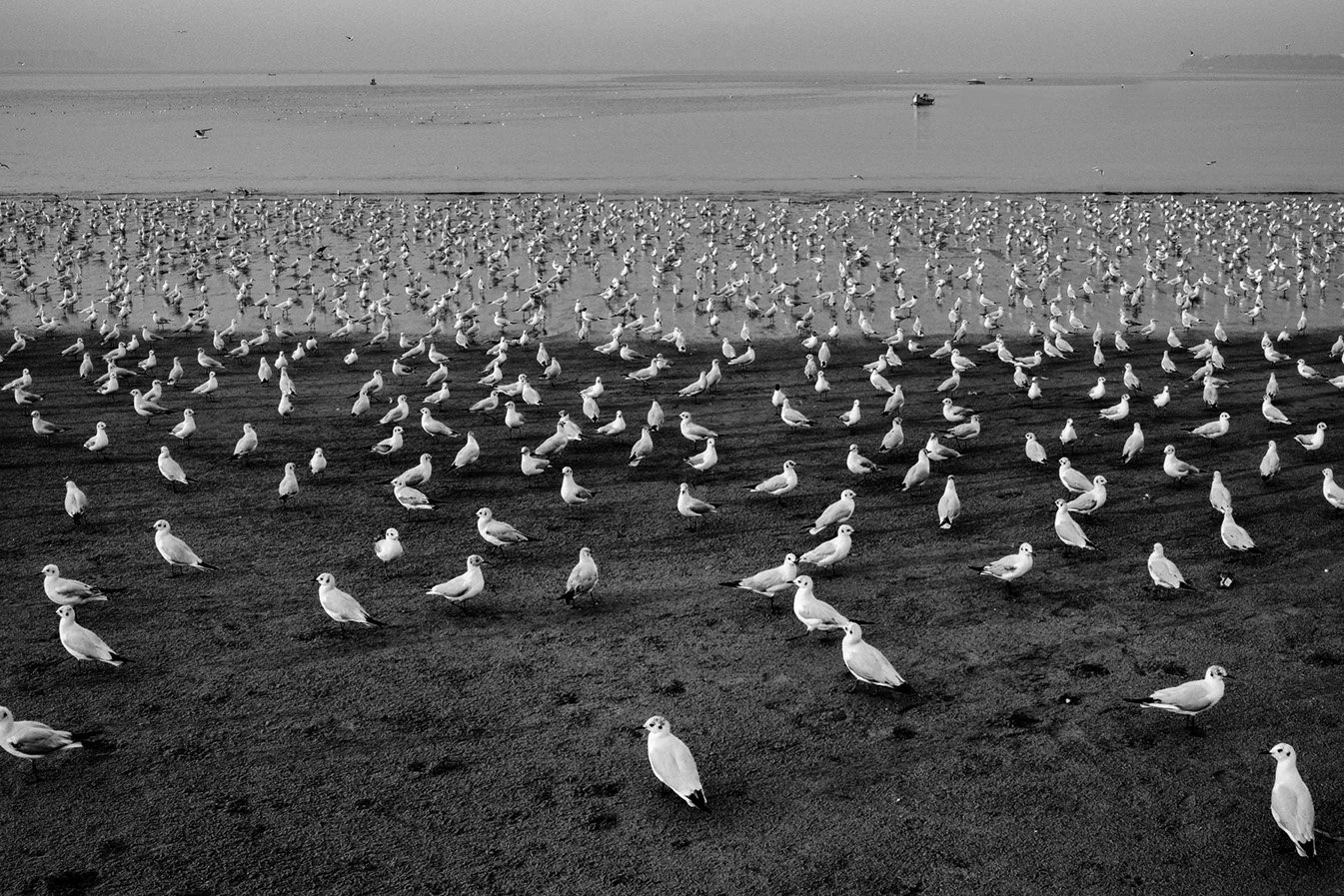 Photo Code: BWFA-0033