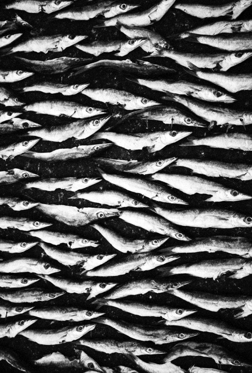 Photo Code: BWFA-0001