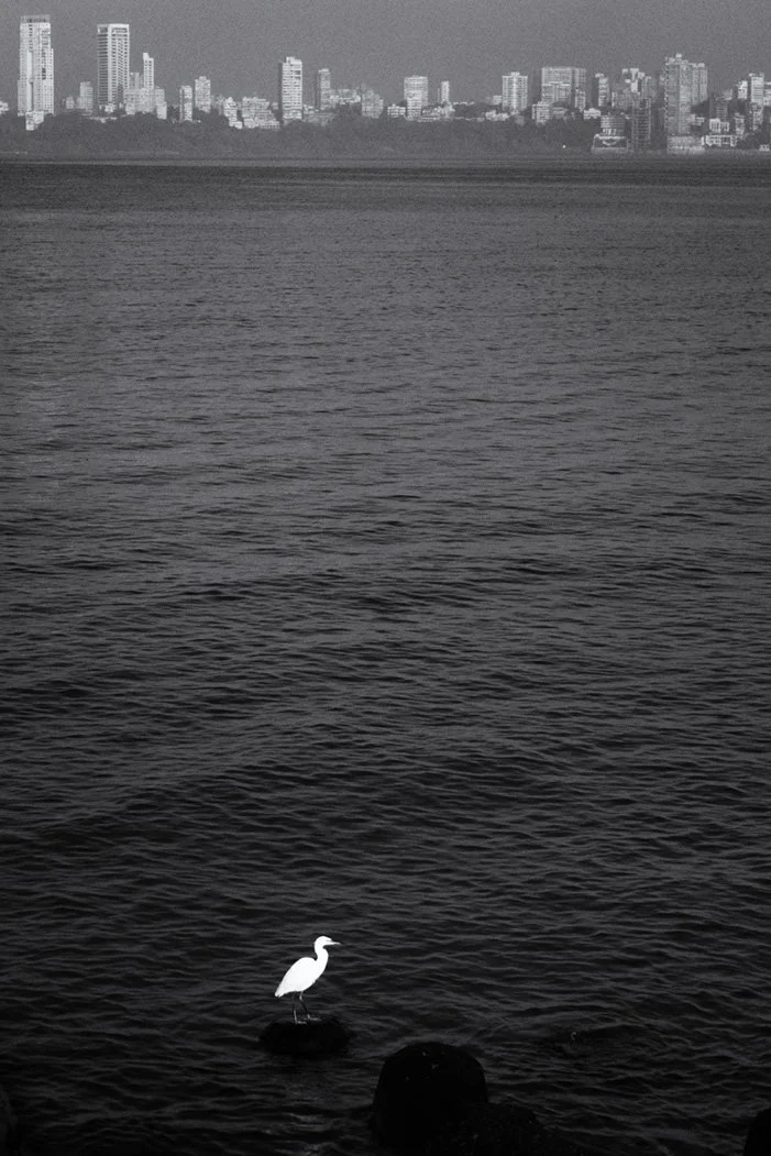 Photo Code: BWFA-0030