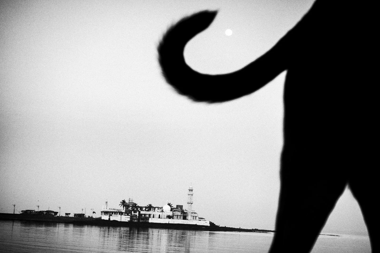Photo Code: BWFA-0020