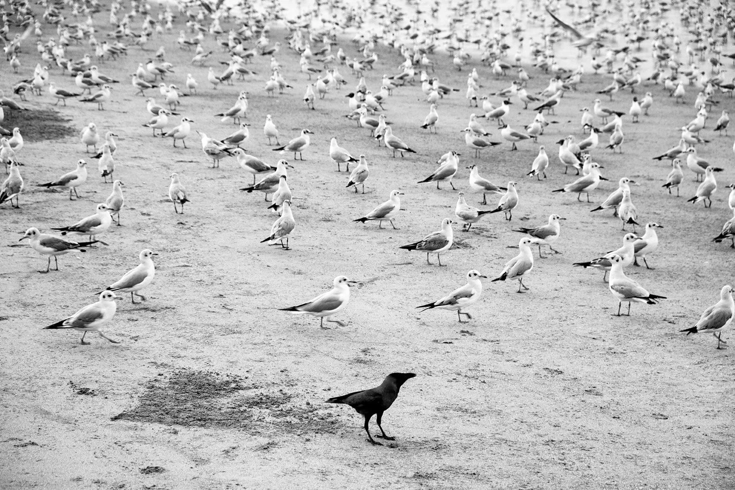 Photo Code: BWFA-0017