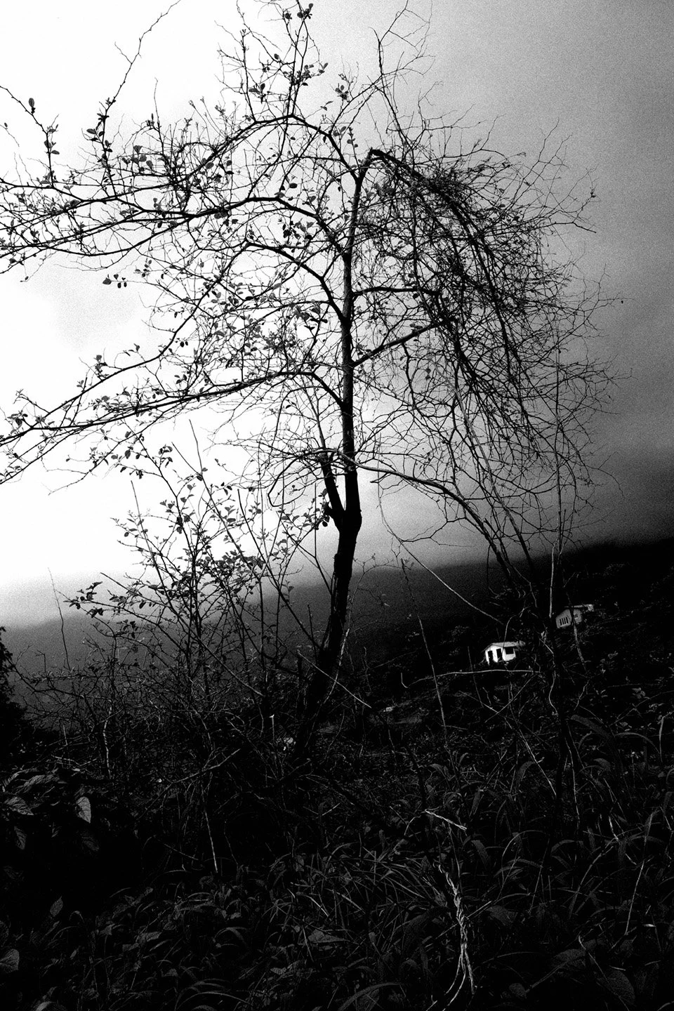 Photo Code: BWFA-0019
