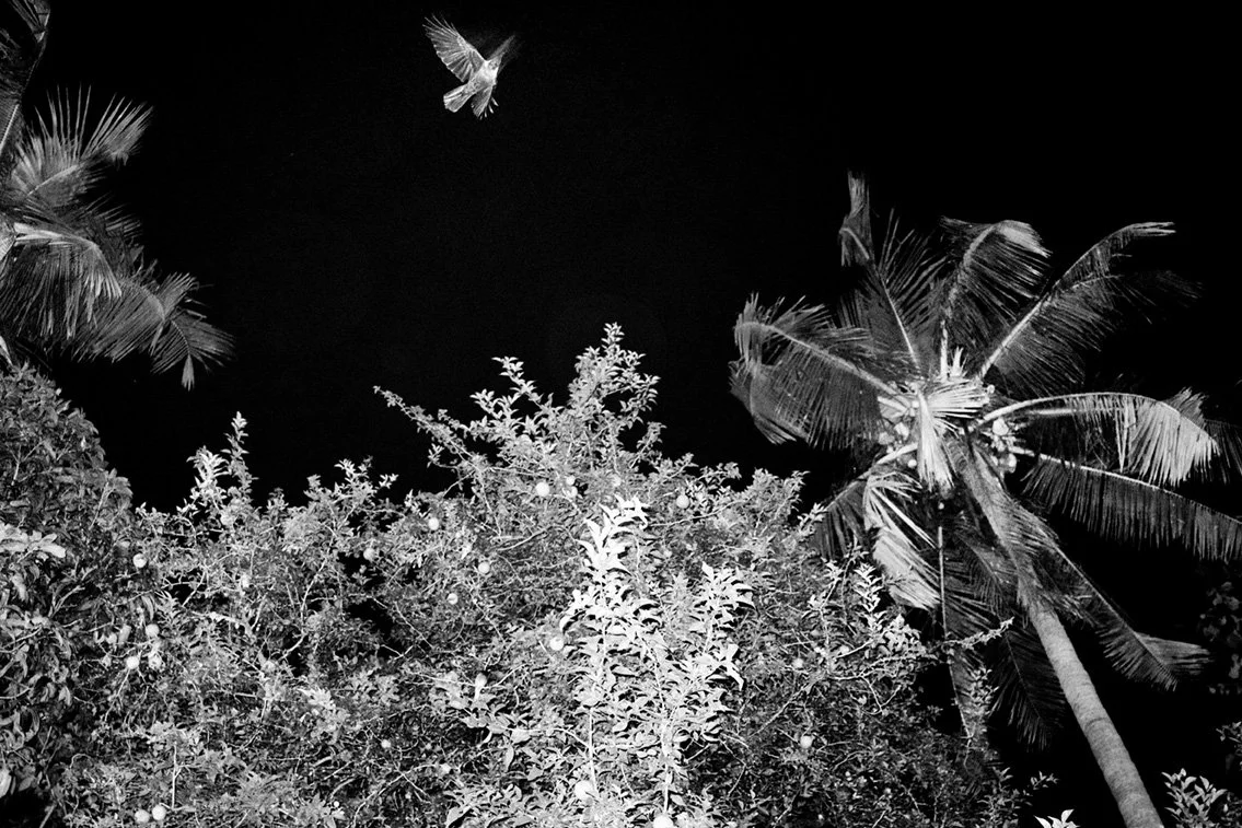 Photo Code: BWFA-0031