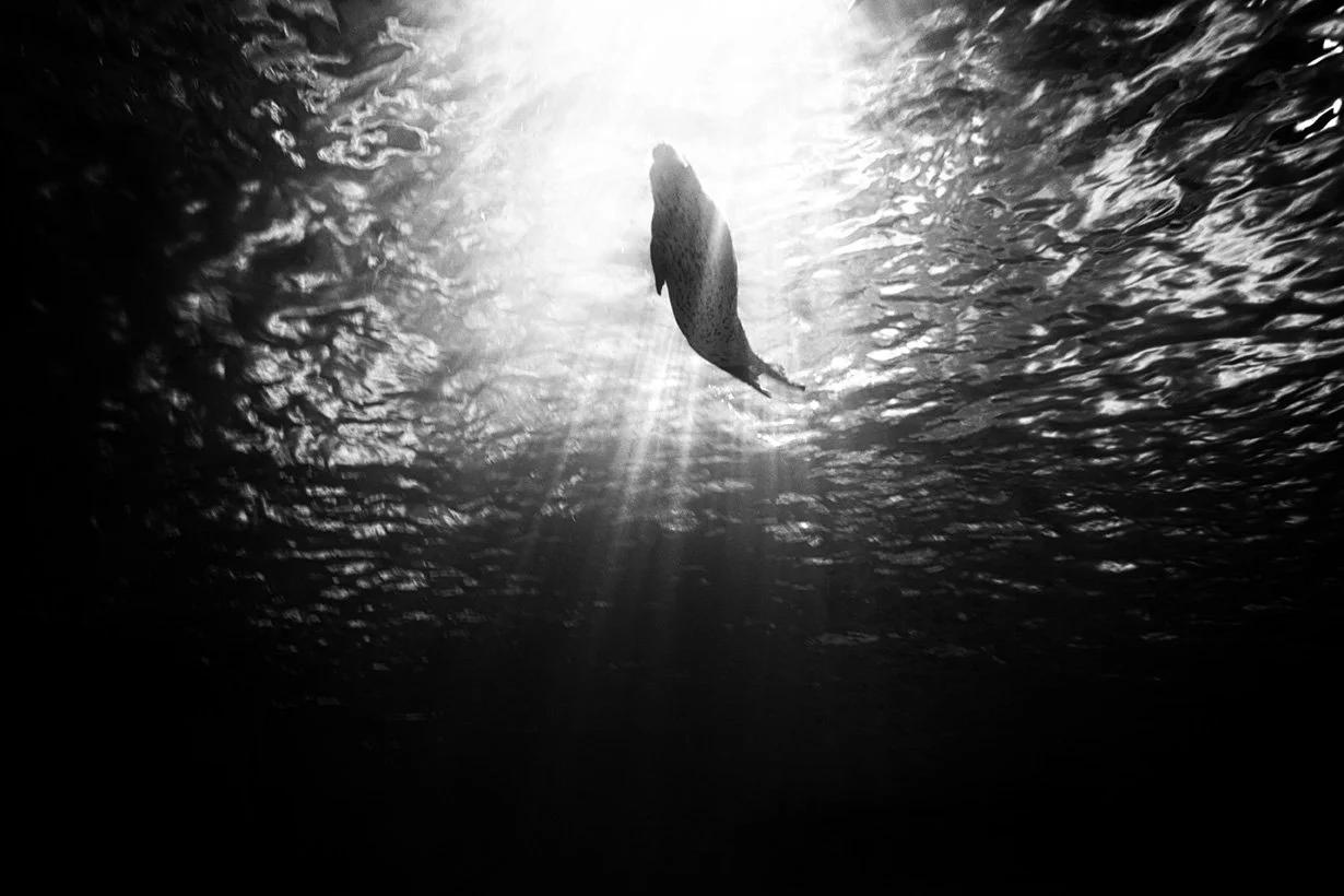 Photo Code: BWFA-0036