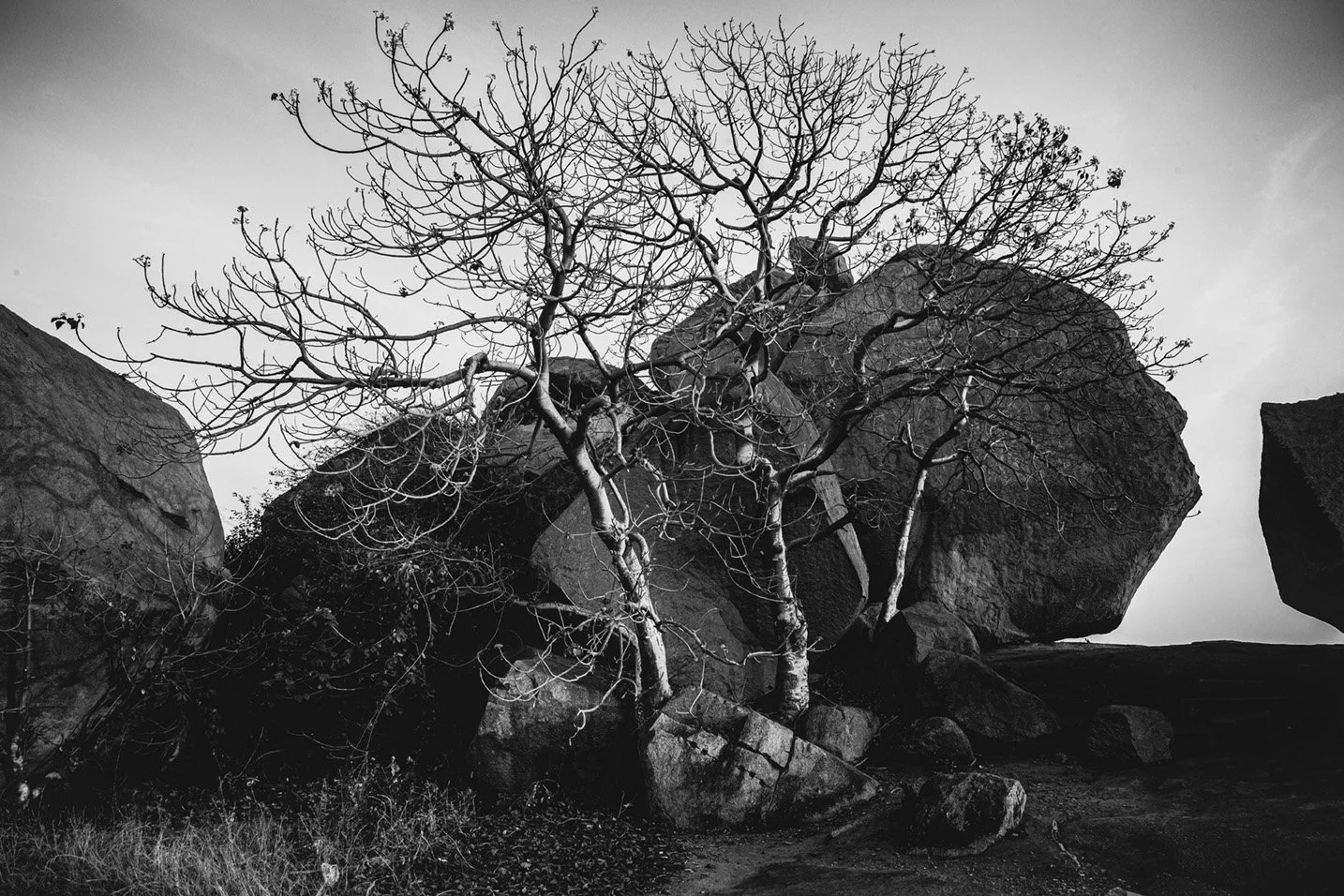 Photo Code: BWFA-0016