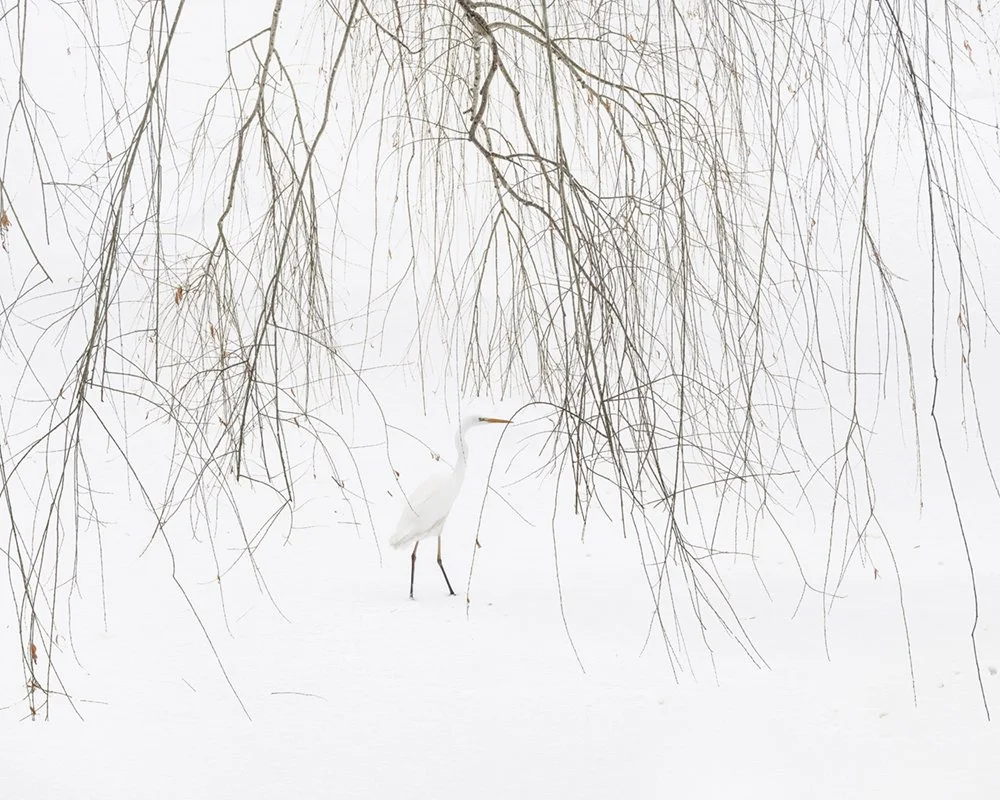 2024 - Heron.jpg