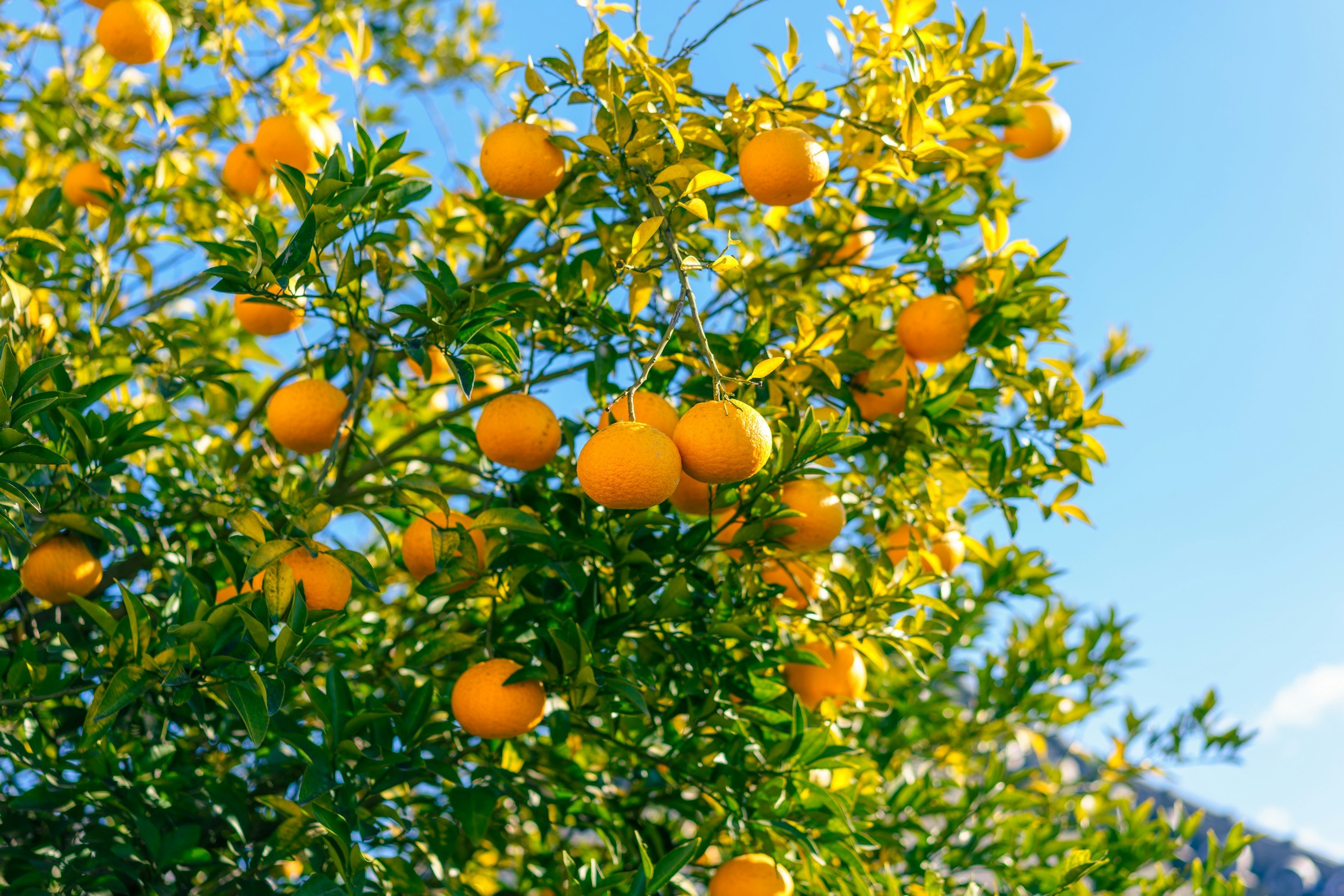 Orange tree laden with fruit against a blue Mediterranean sky