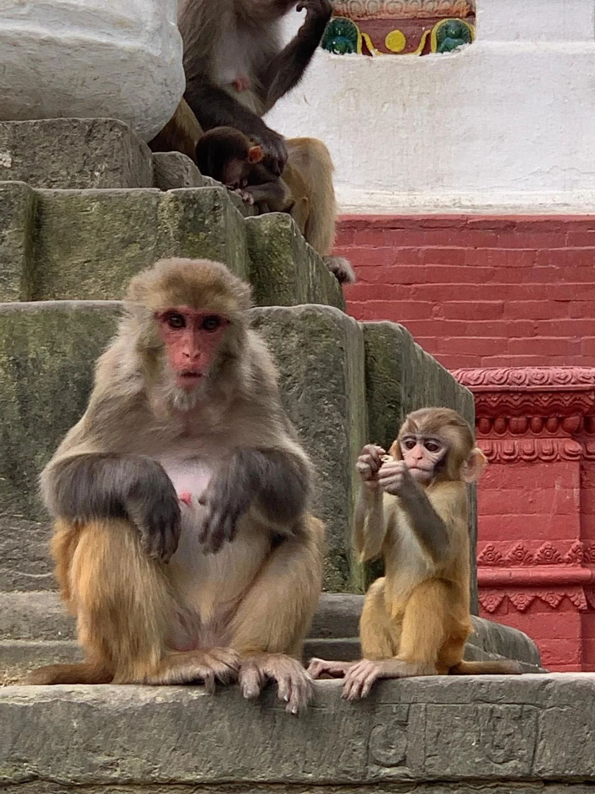 Group of monkeys sitting on stone steps with one adult monkey in the foreground and other young monkeys behind, some eating or holding objects, with a decorated wall in the background.