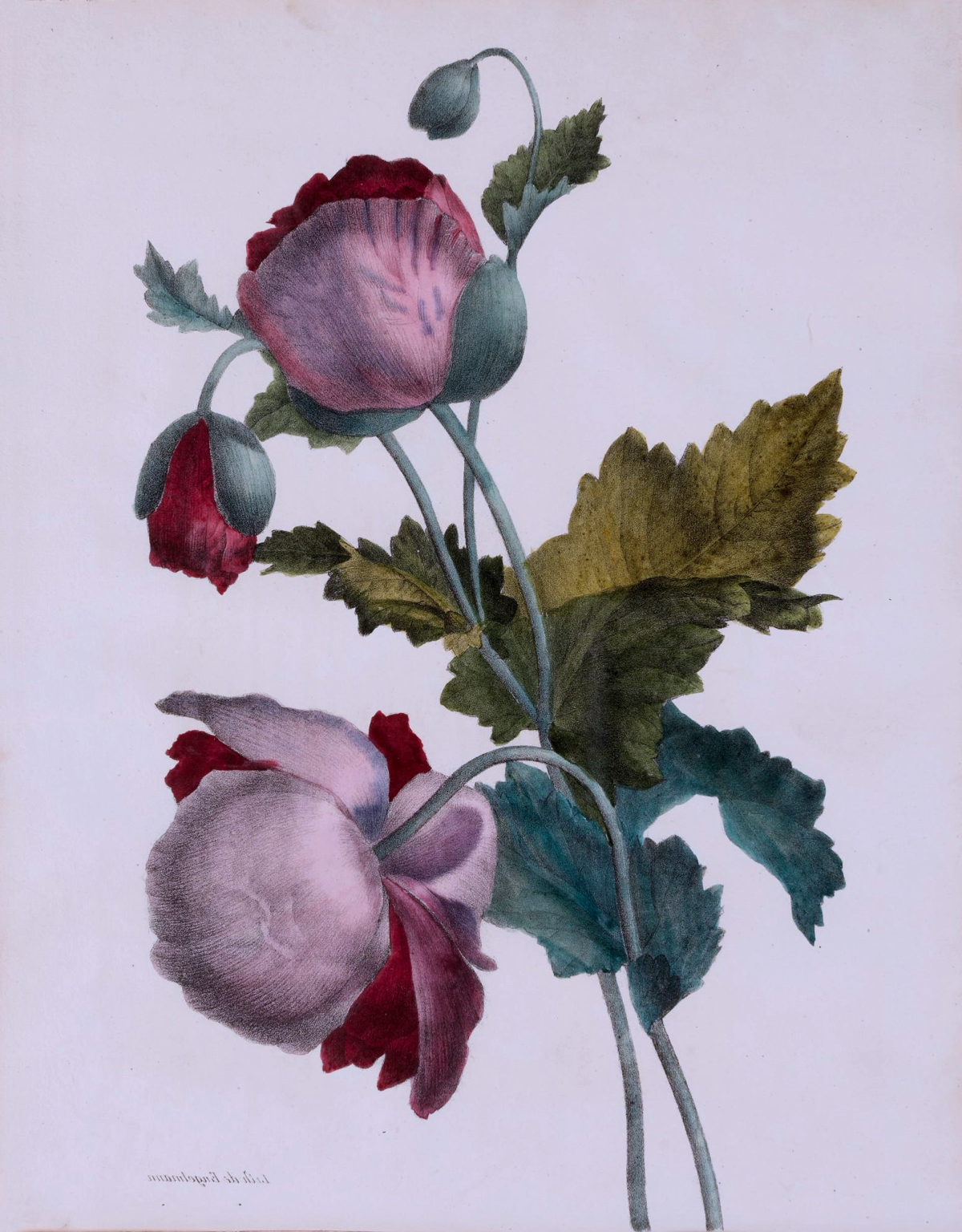 A botanical illustration of pink and red poppy flowers with green and brown leaves on a light background.