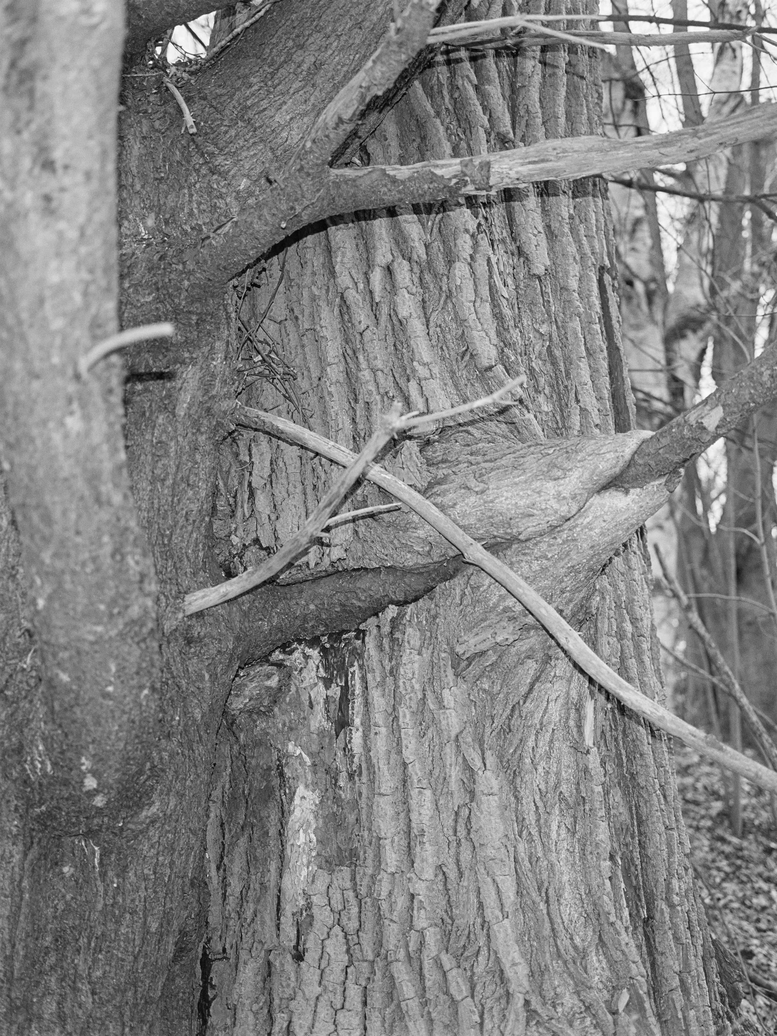 VT Apple Tree (14)-10-print 1.jpg