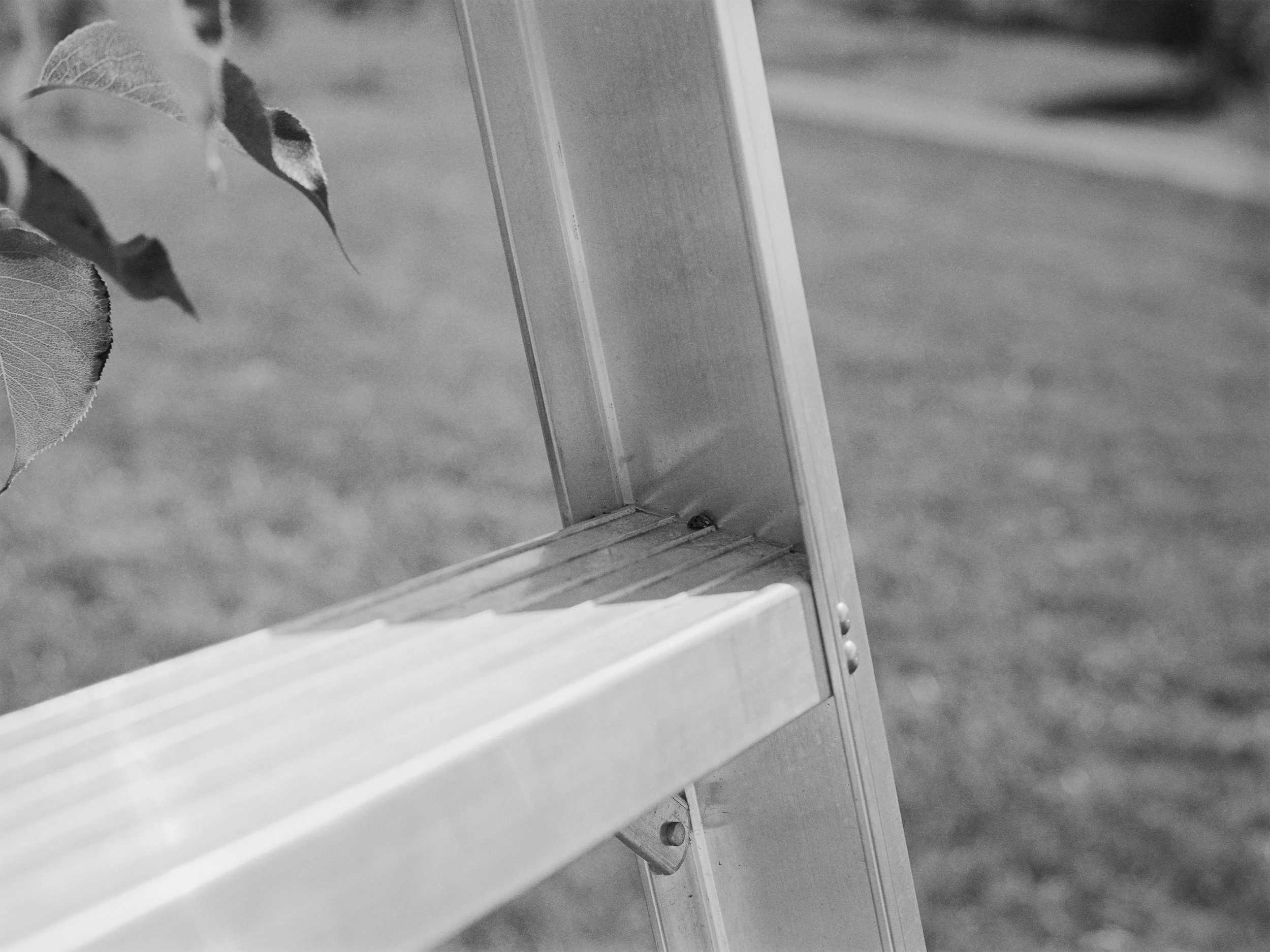 VT Apple Tree (2)-1- print 1.jpg