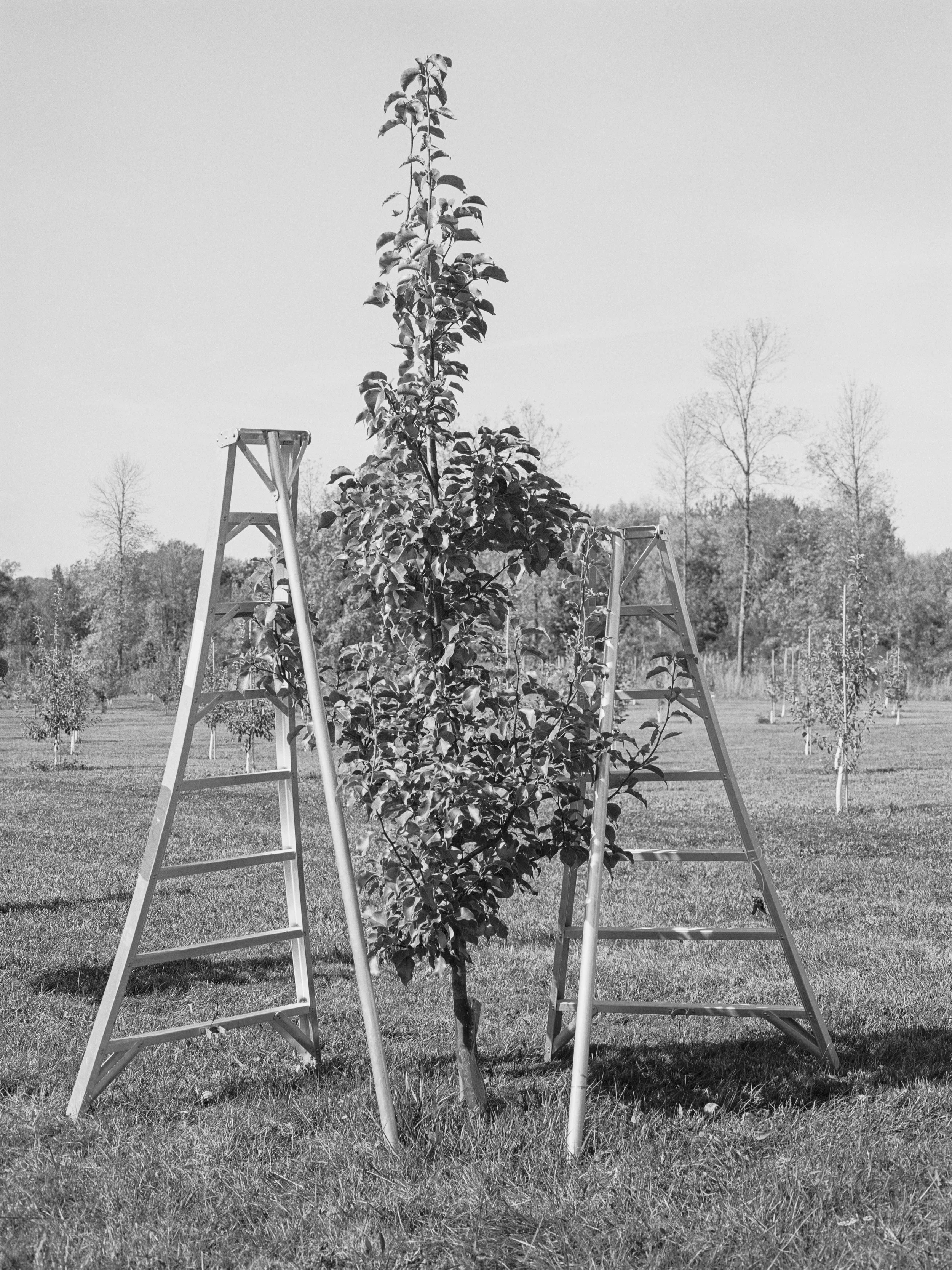 VT Apple Tree-1-print 1.jpg
