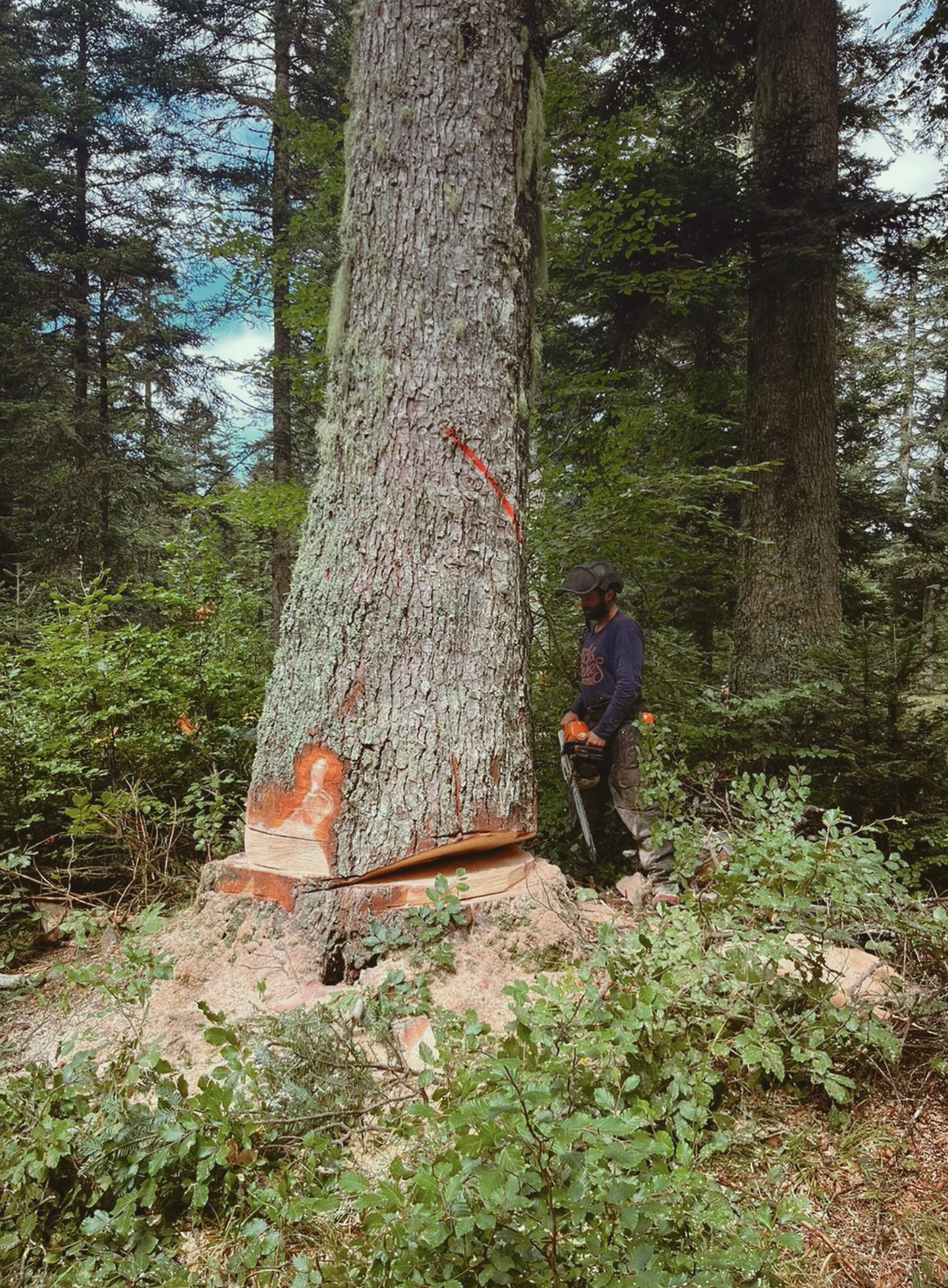 Bûcheronnage sécurisé, coupe d'arbre dans une forêt à la tronçonneuse.
