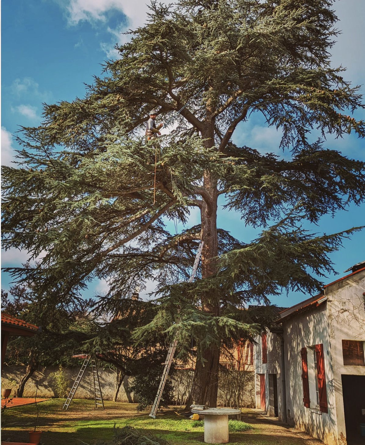 Un homme en train d'élaguer ou d'entretenir un grand arbre dans un jardin, avec des échelles appuyées contre l'arbre et une maison à proximité.