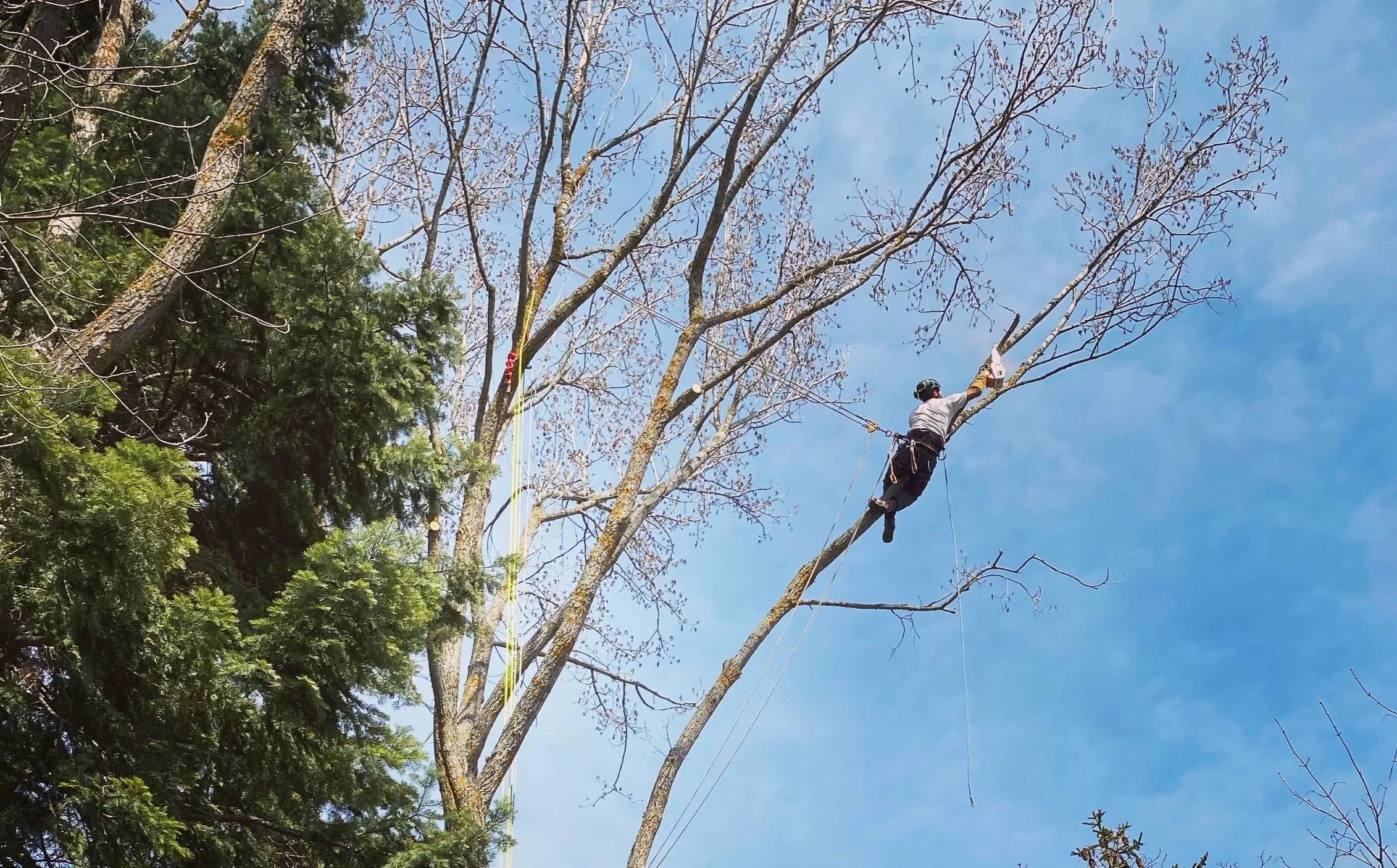 Un élagueur qui grimpe dans un arbre pour couper les branches, en Cerdagne et Capcir.