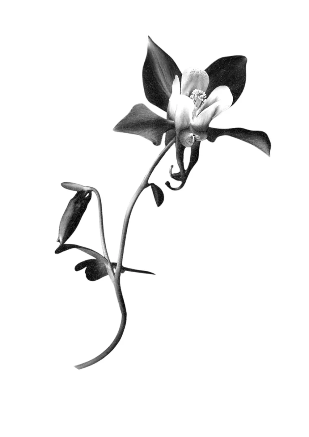 Wanna-Do Motiv: Blume