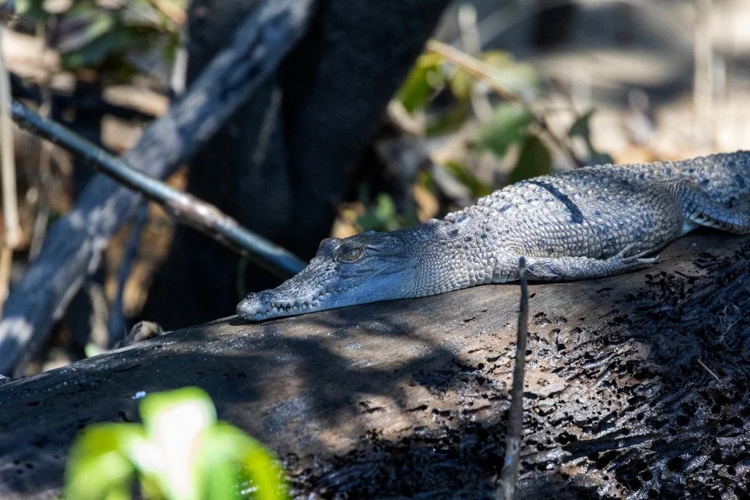 A crocodile resting on a log in a natural swampy environment with vegetation.