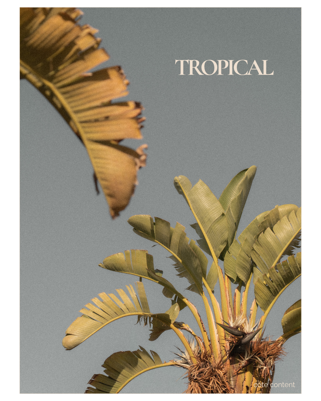 Close-up of a banana plant with large green leaves against a clear sky, with the word 'TROPICAL' written in the upper right corner.