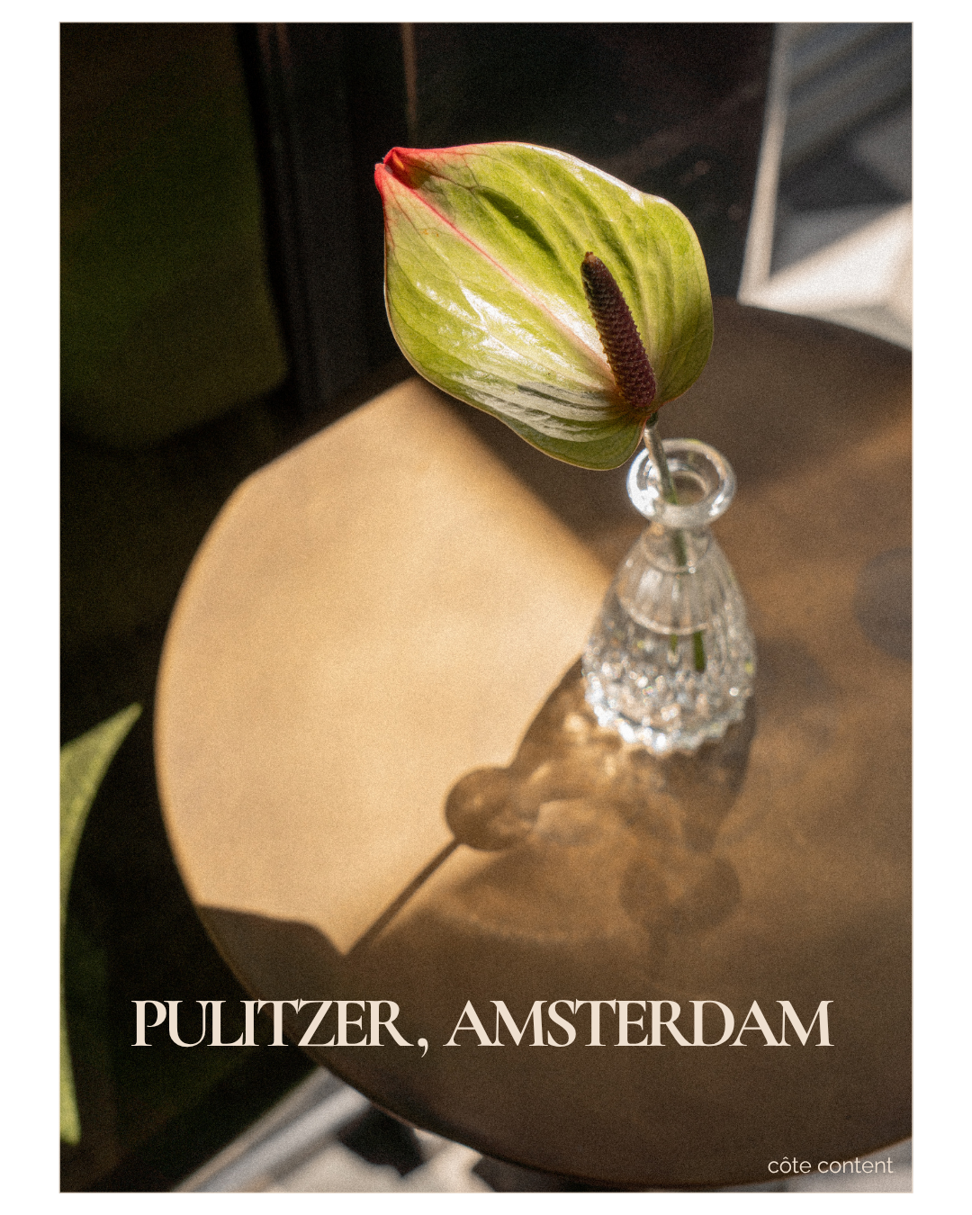 A flower with green and white striped leaves and a dark purple spike in a small glass vase on a tabletop.