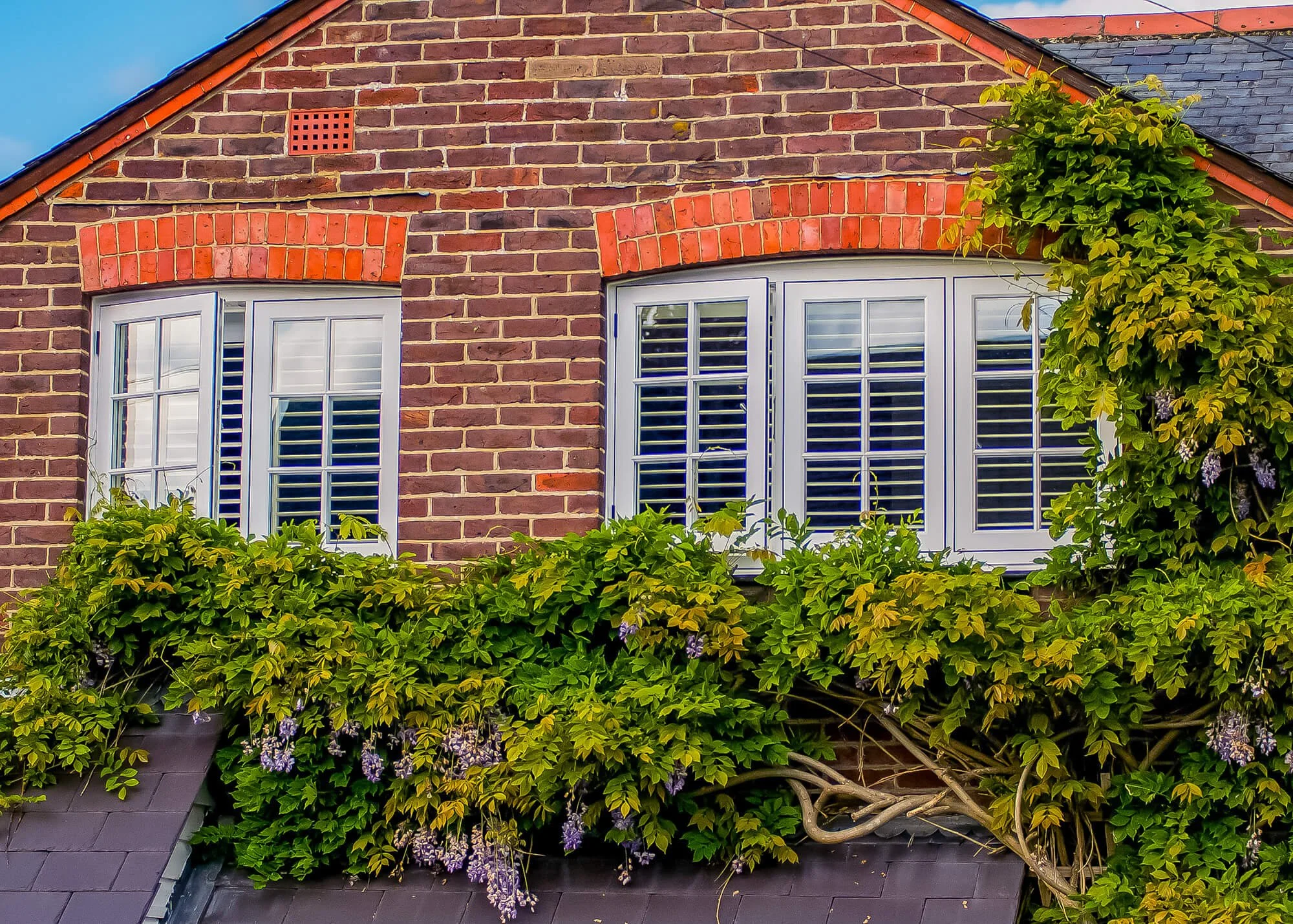 Two white-framed windows with shutters on a brick house, surrounded by green foliage and purple flowers.