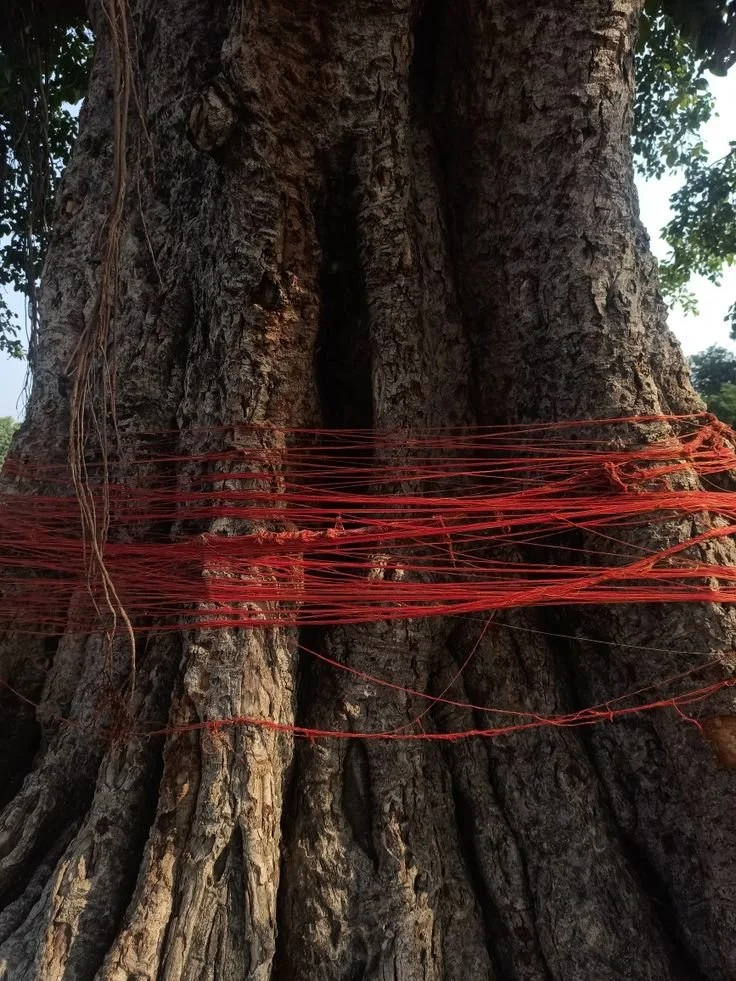 Close-up of a large tree trunk wrapped with numerous red strings or threads tied around it.